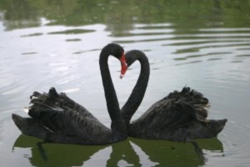 Black swans before going on a couples bike ride...