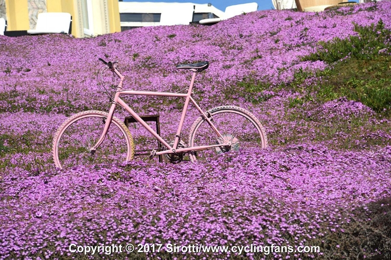 A pink bike amongst the blossoms in Alghero, one day, one day ...