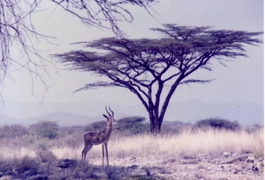 Gazelle - Kenya