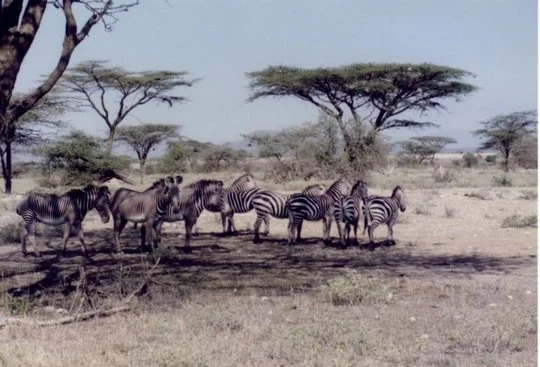 Zebra