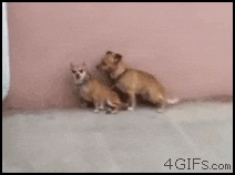 dog.gif