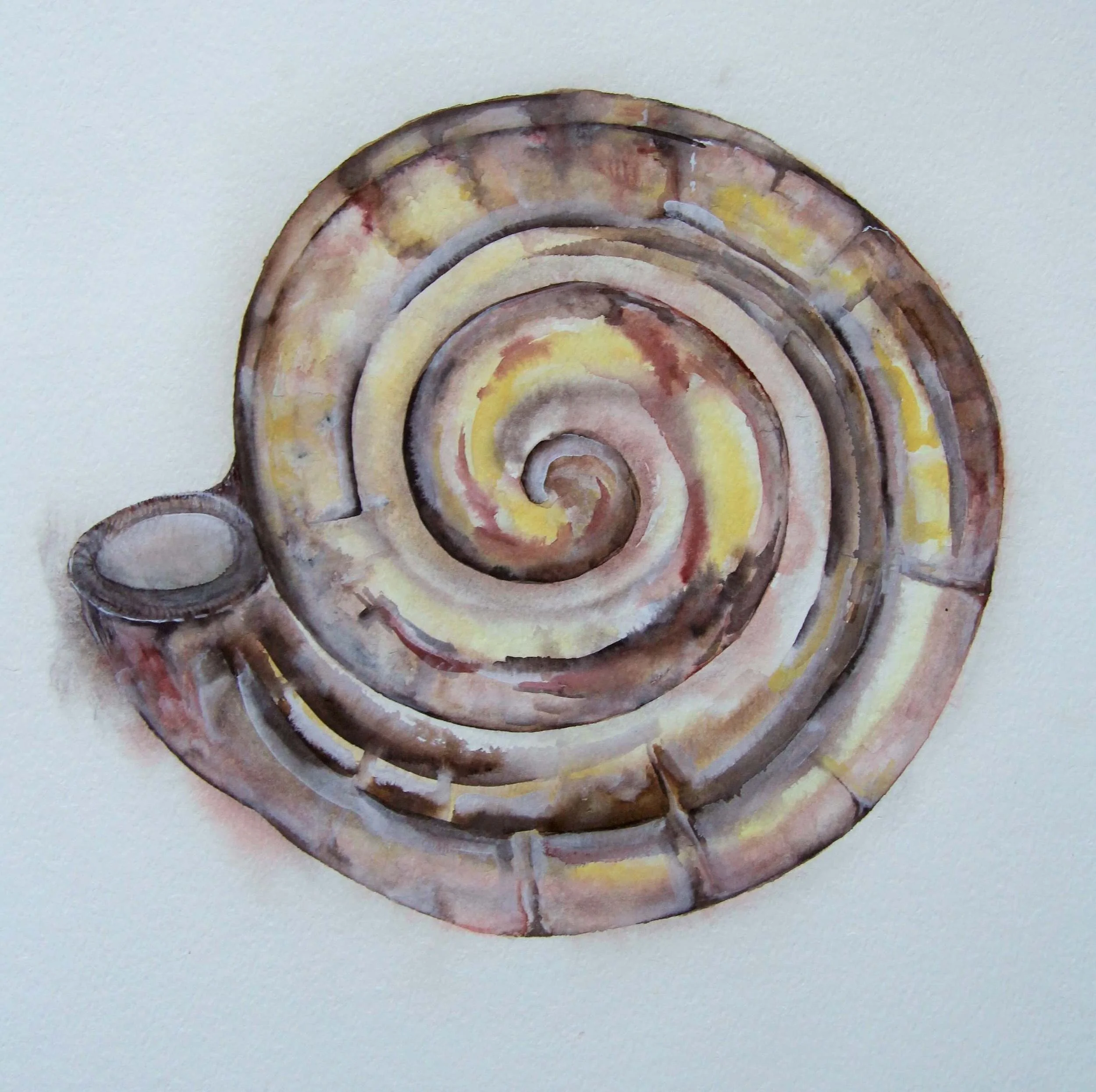Meeresschnecke