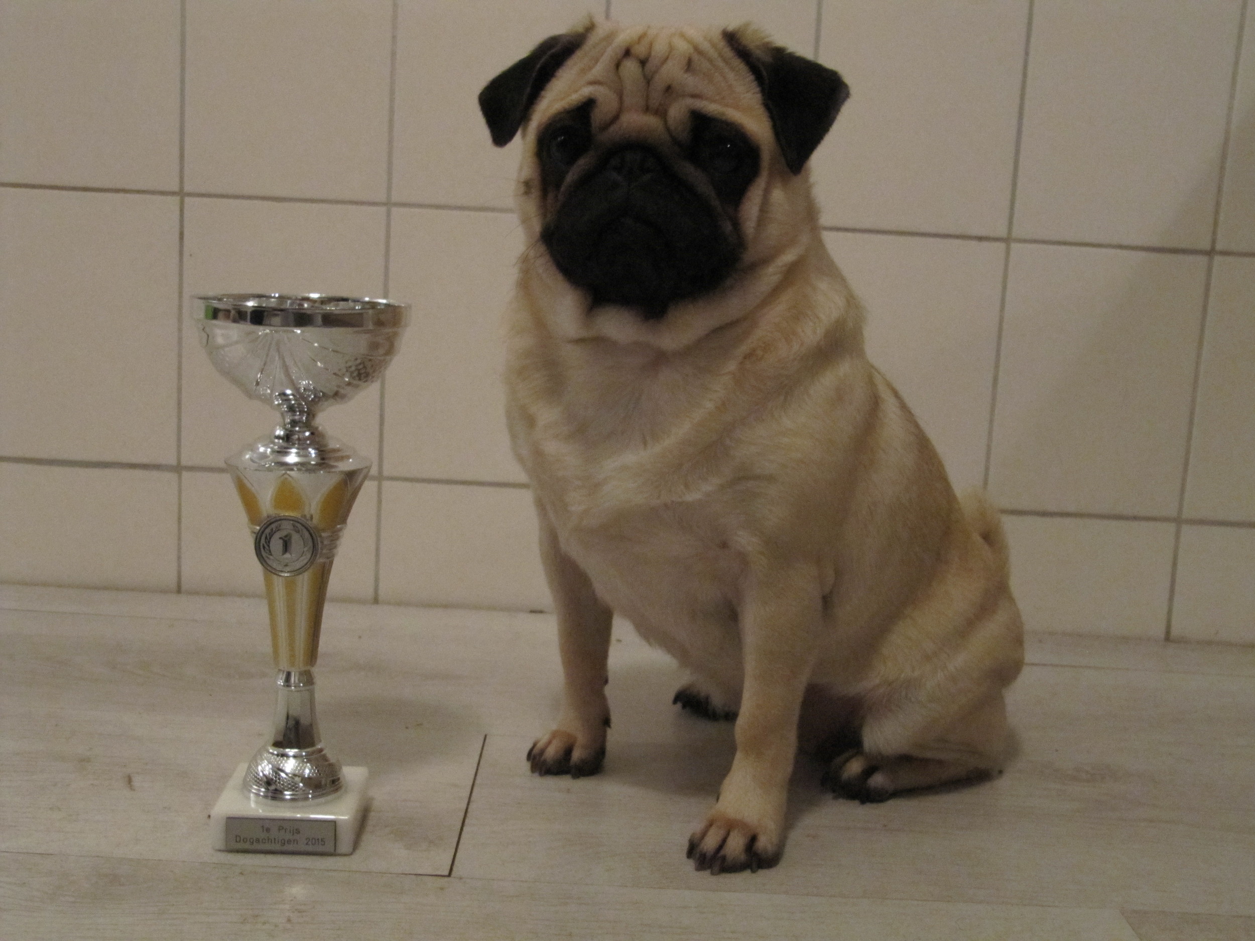 29-11-2015, Dogachtigen Show 's Hertogenbosch heeft Lieveke 1 Uitmuntend en Beste teef tussenklasse behaald. Het was een topdag, mede namens keurmeester Hr. Joachim Velten.