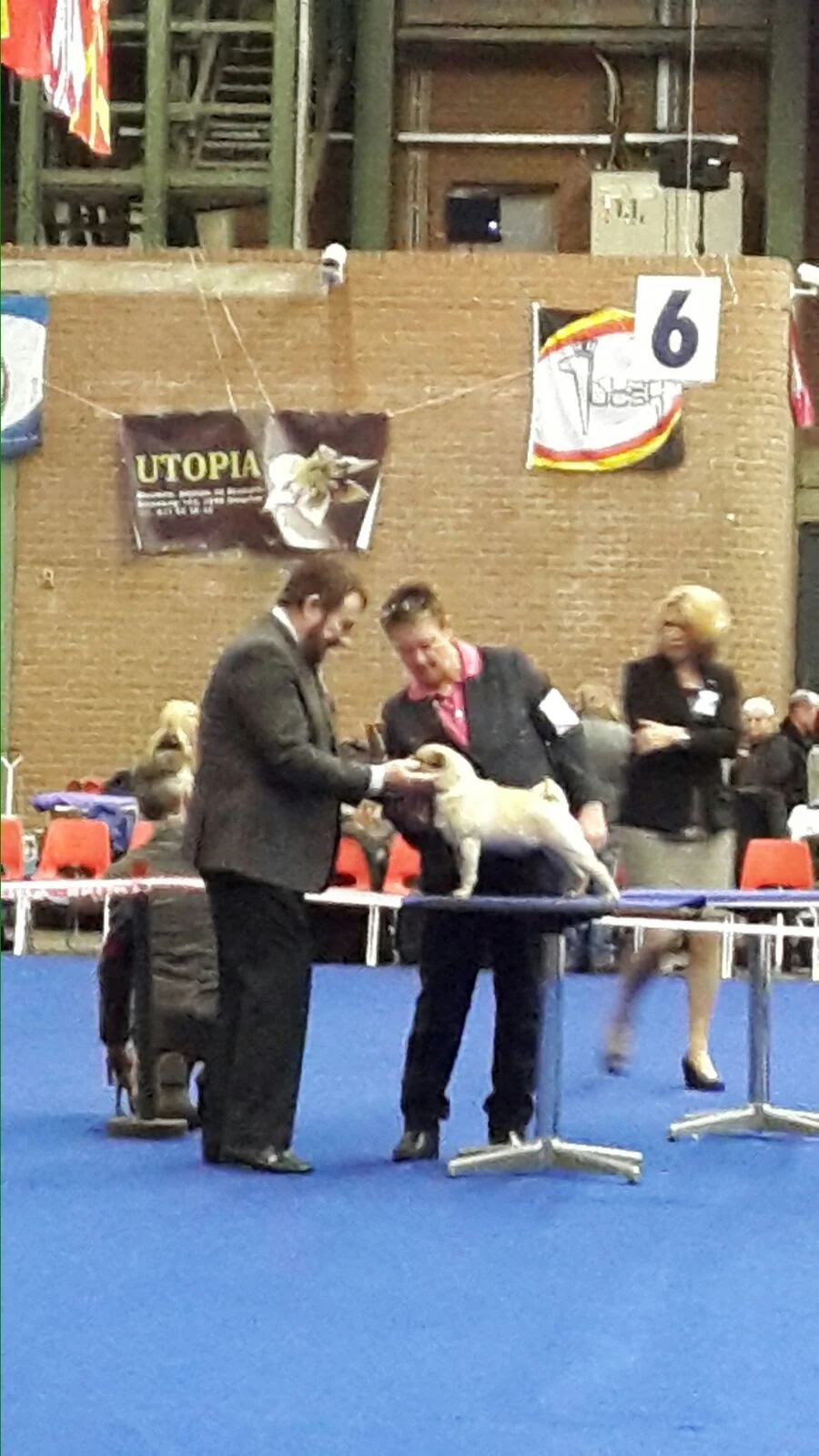 Op zaterdag 12 maart 2016 heeft Lieveke haar eerste internationale tentoonstelling gelopen. Op Int. Dogshow Genk, België heeft keurmeester Mr. Sean Delmar haar beloond met een 1 Uitmuntend.
