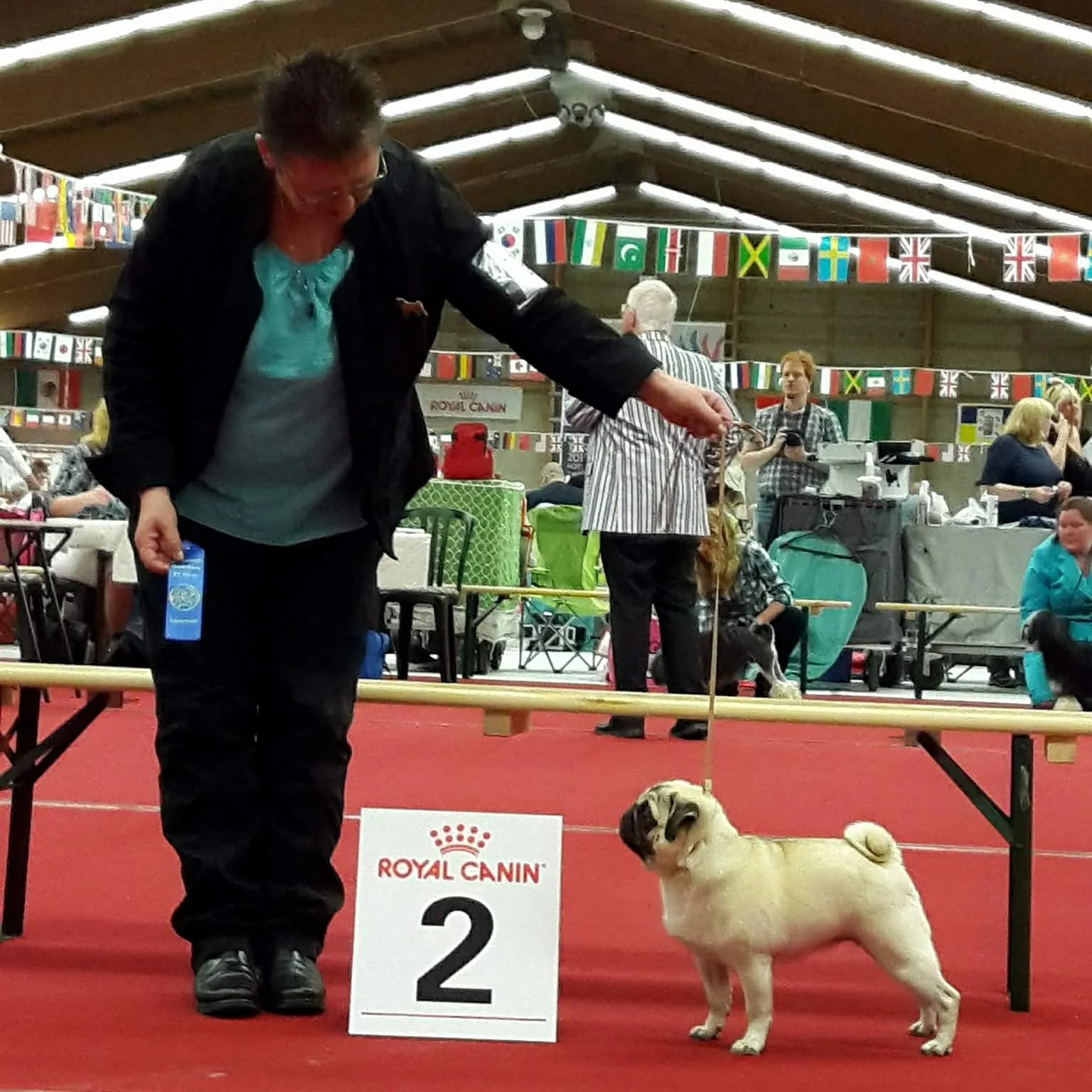 Dogshow Oss, 26 mei 2017, keurmeerster Mw. L.Finne. Liberty heeft hier een prachtige 2U RCAC behaald. De toon is gezet...