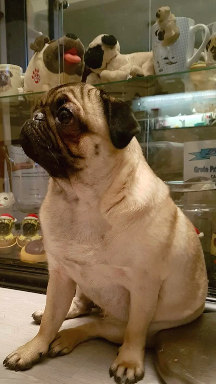 In januari 2019 heeft Mia zich bij onze roedel gevoegd. Een pittige dame met een hart van goud. Ook van Mia hopen we eens een nestje te mogen krijgen.