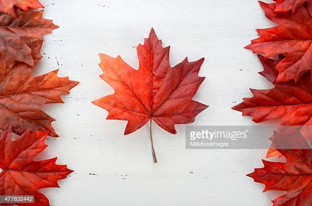 International Students are Choosing Canada