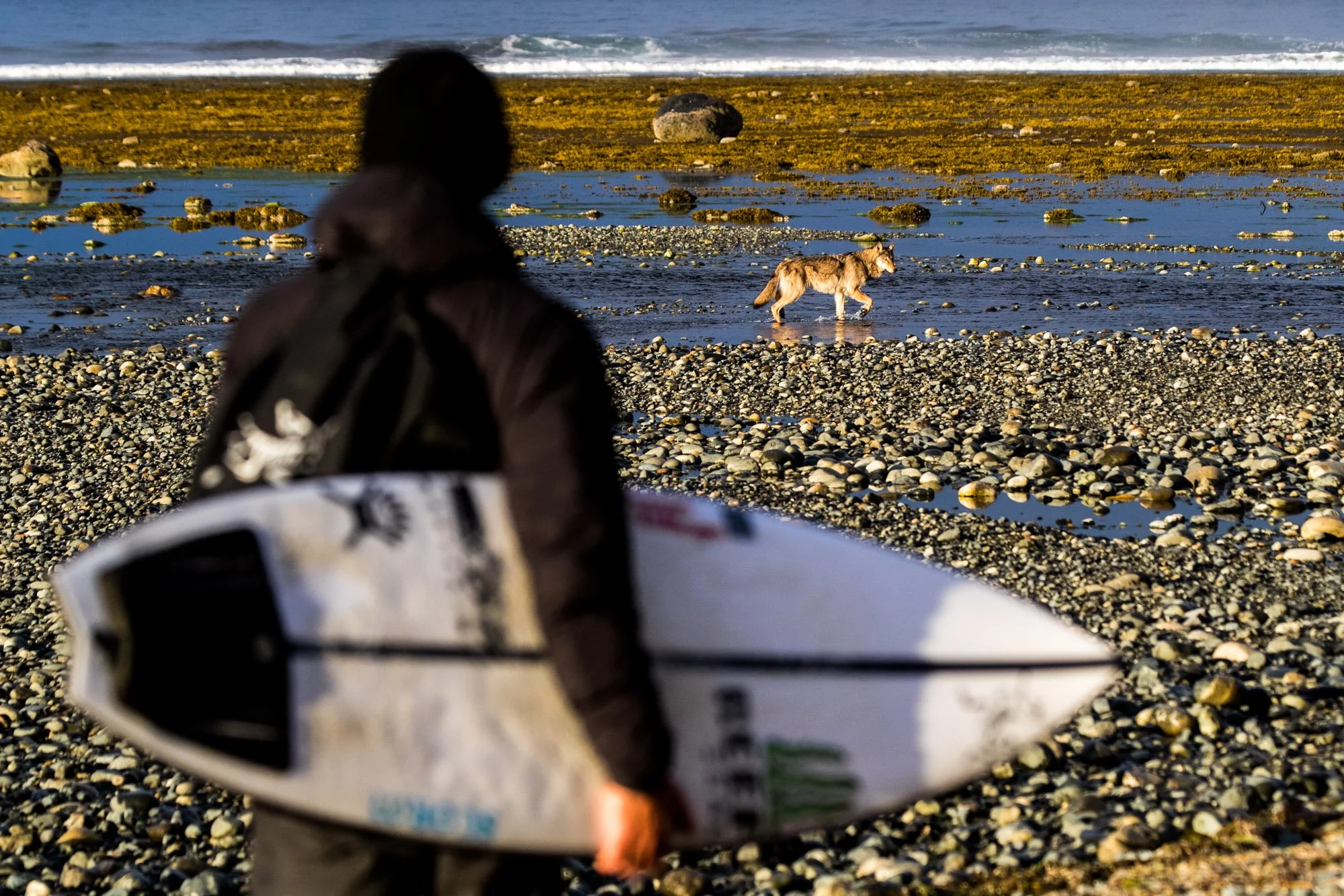  Various images and text were utilized for Surf Sessions Magazine, Mademoiselle Magazine, Surf Girl Magazine, Surfline, White Horses Magazine, Manera Wetsuits &amp; JS Industries. 