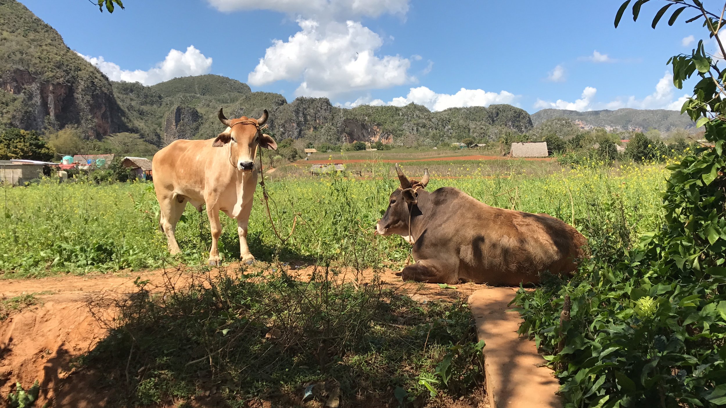 Eating Meat Again (Copy)