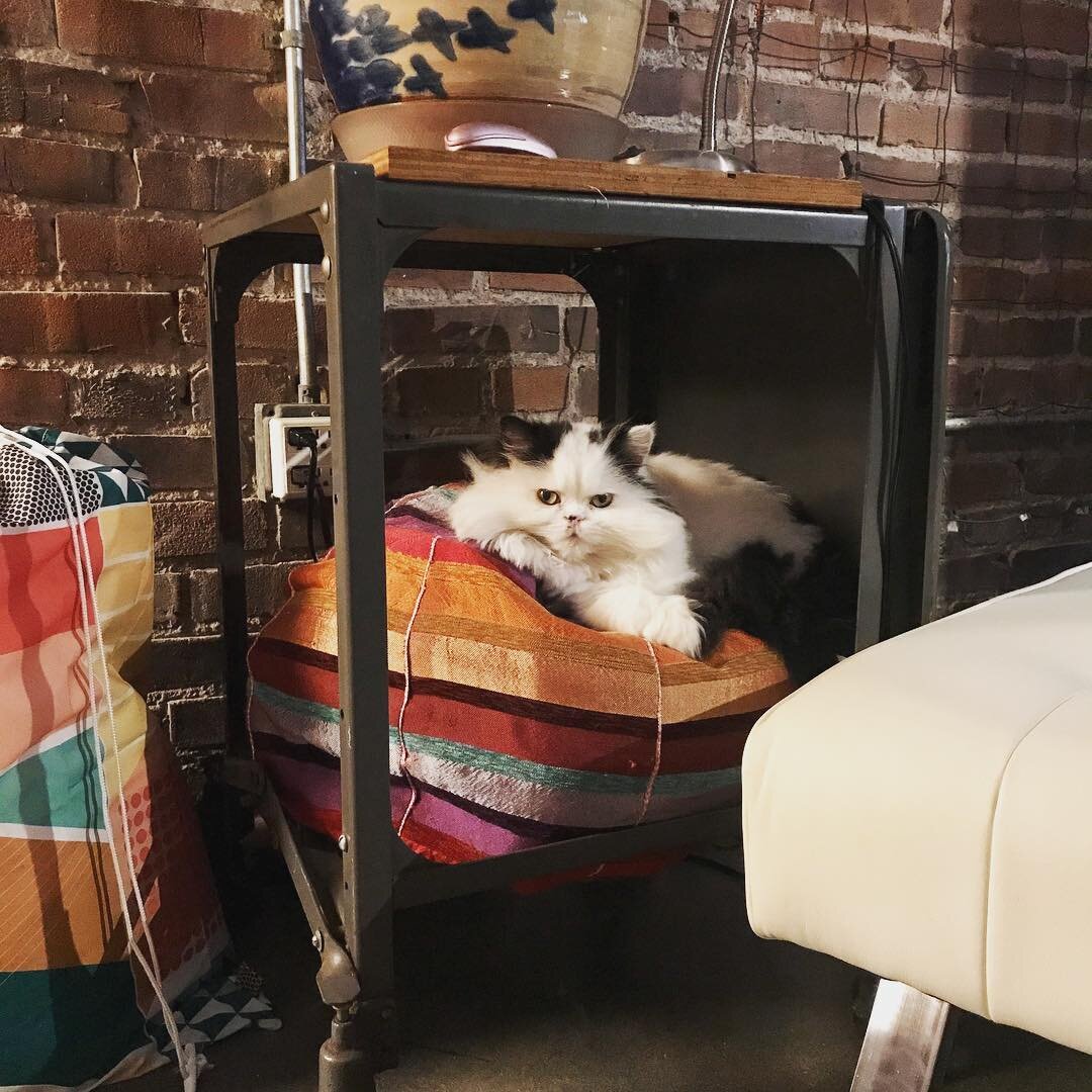 He found a new snuggle spot! 
Our #AmbassadorOfHappiness is just waiting for the next guest! Come on folks, come join us! #ittybittykc &bull;
#hostellife #hostelpets #petsofAirbnb #furkitten #kissakitty #loveyourpet