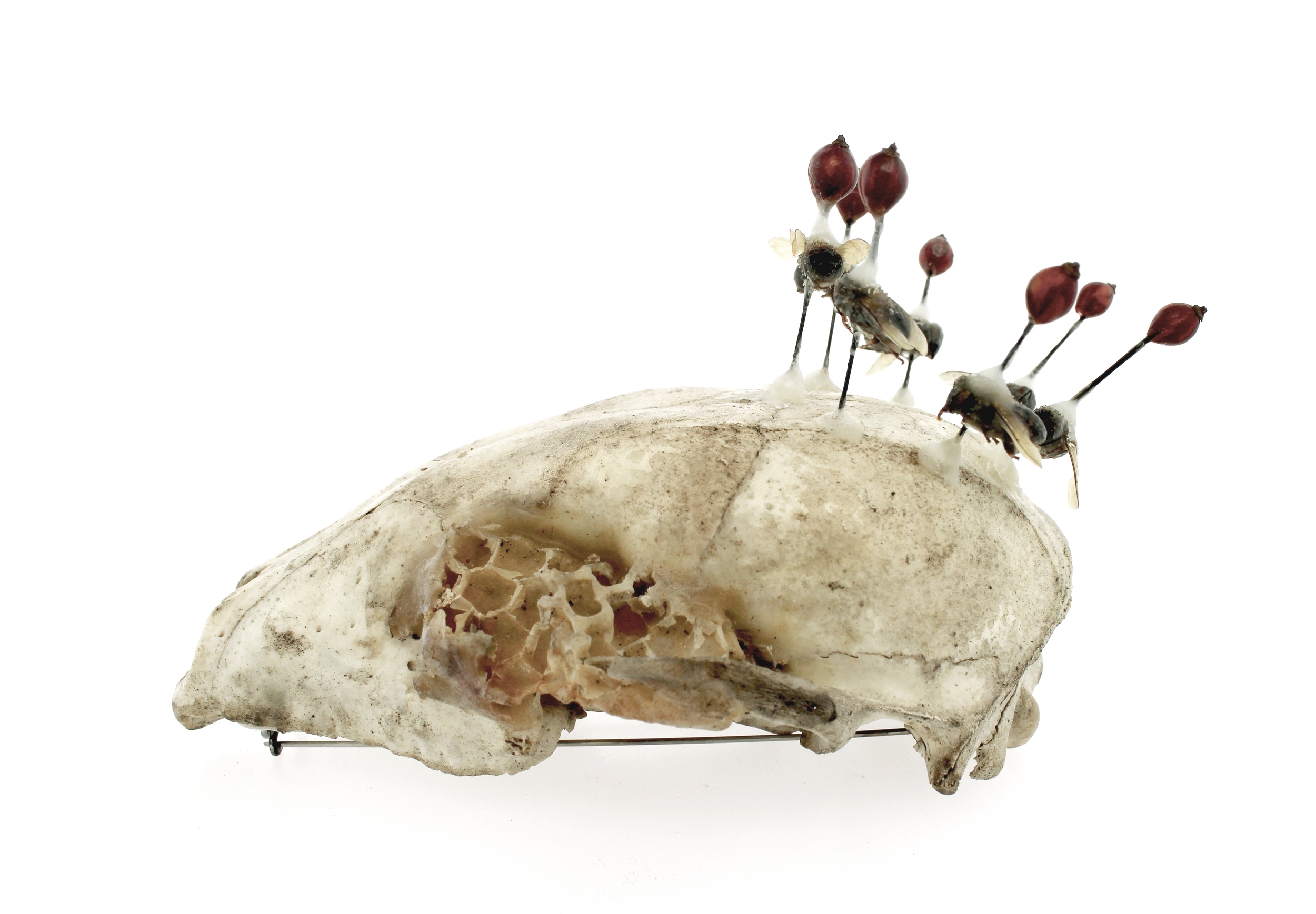 Dance fox skull, honey comb, honey bees, beeswax, rose hip buds, insect pins, brass, steel
