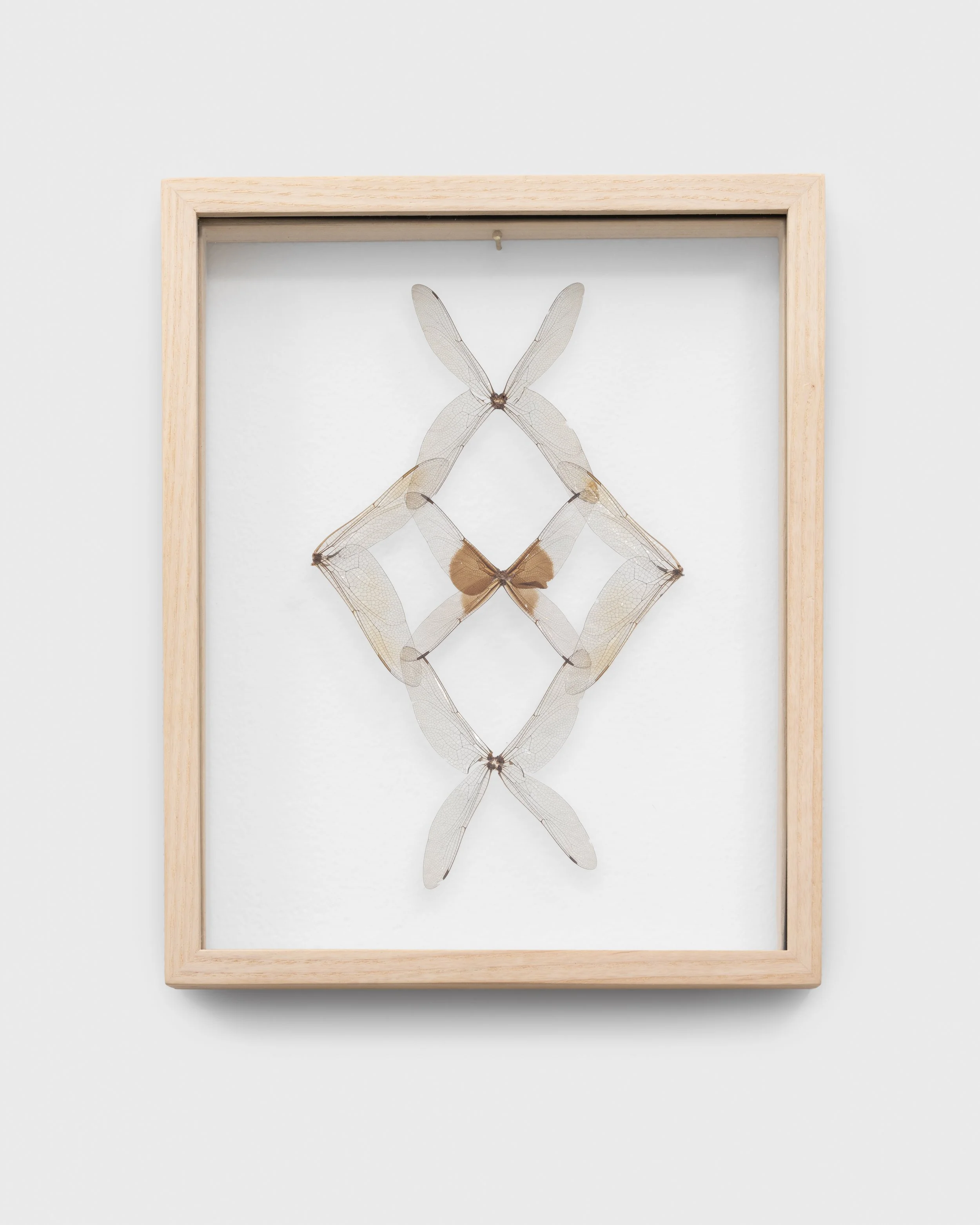   Dragonfly Wing Lace.  Wall piece, 2024. Dragonfly wings, ash wood, glass. Photographer: Vivian Doering 