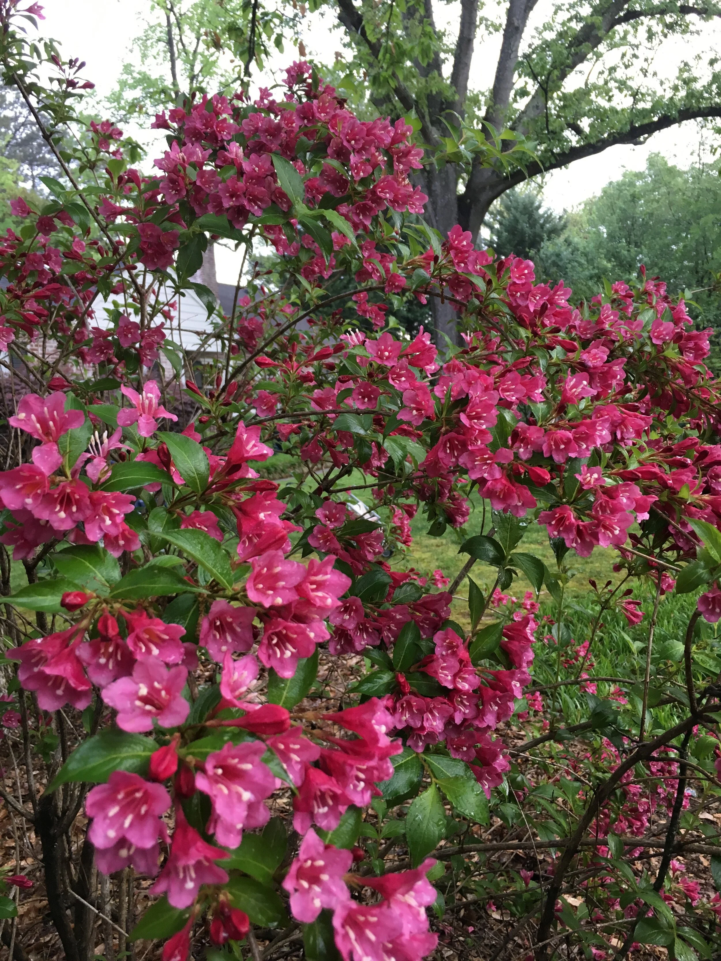 LMMNA Gardening Summer Update