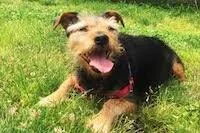 Taking Care of Older Pets