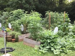 Join LMMNA Community Garden