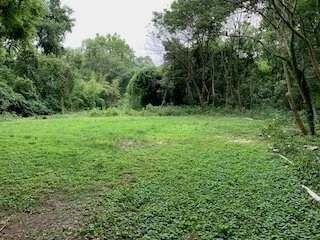 Urban Forests Expanding