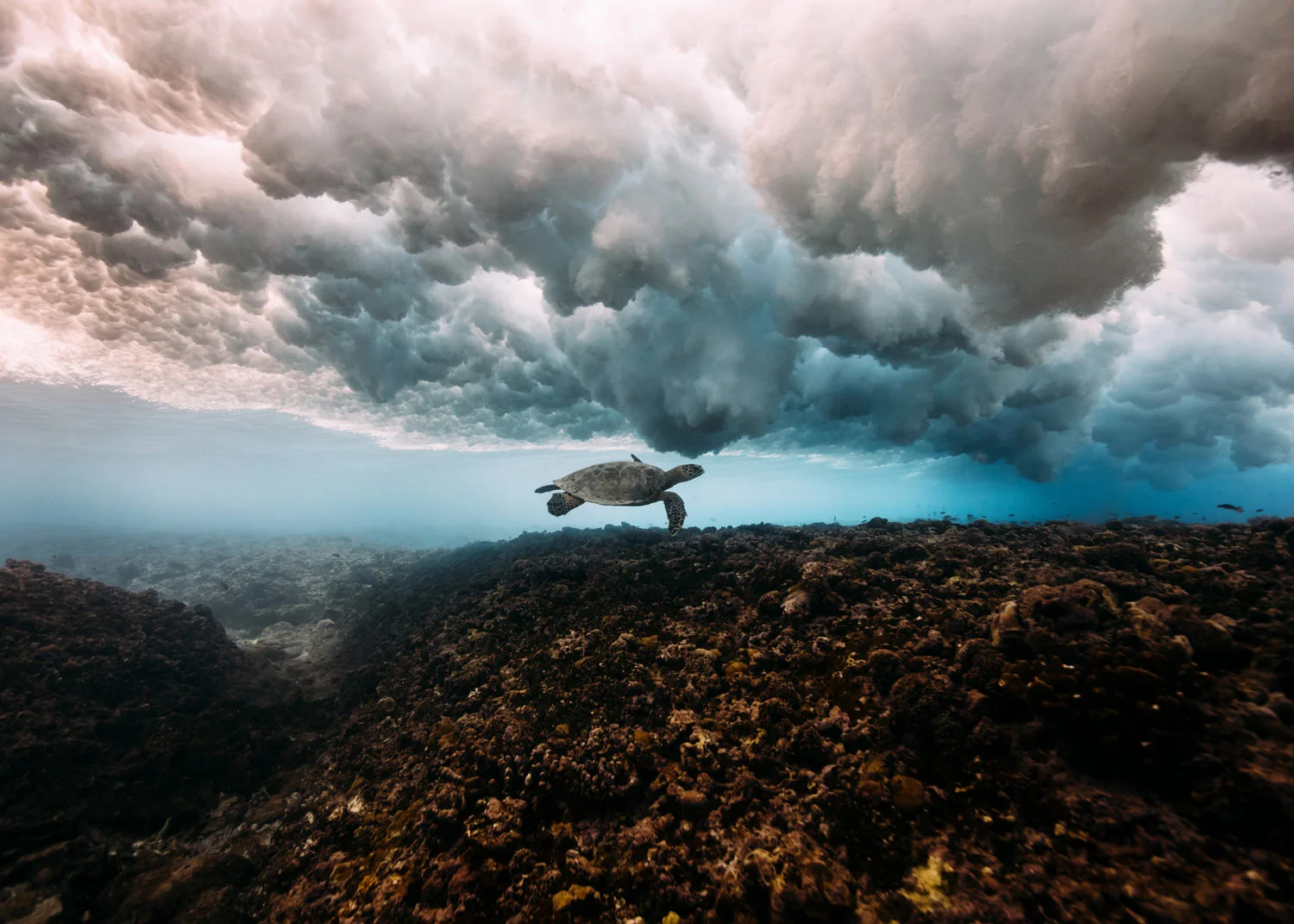 Ocean-Culture-Life-shop-turtle.jpg