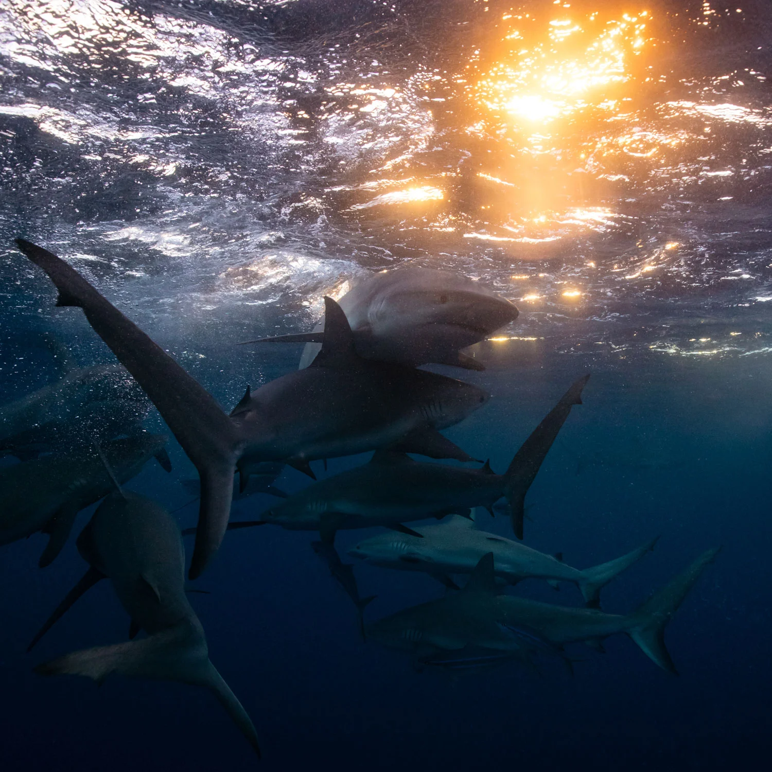 Ocean-Culture-Life-shop-shark.jpg