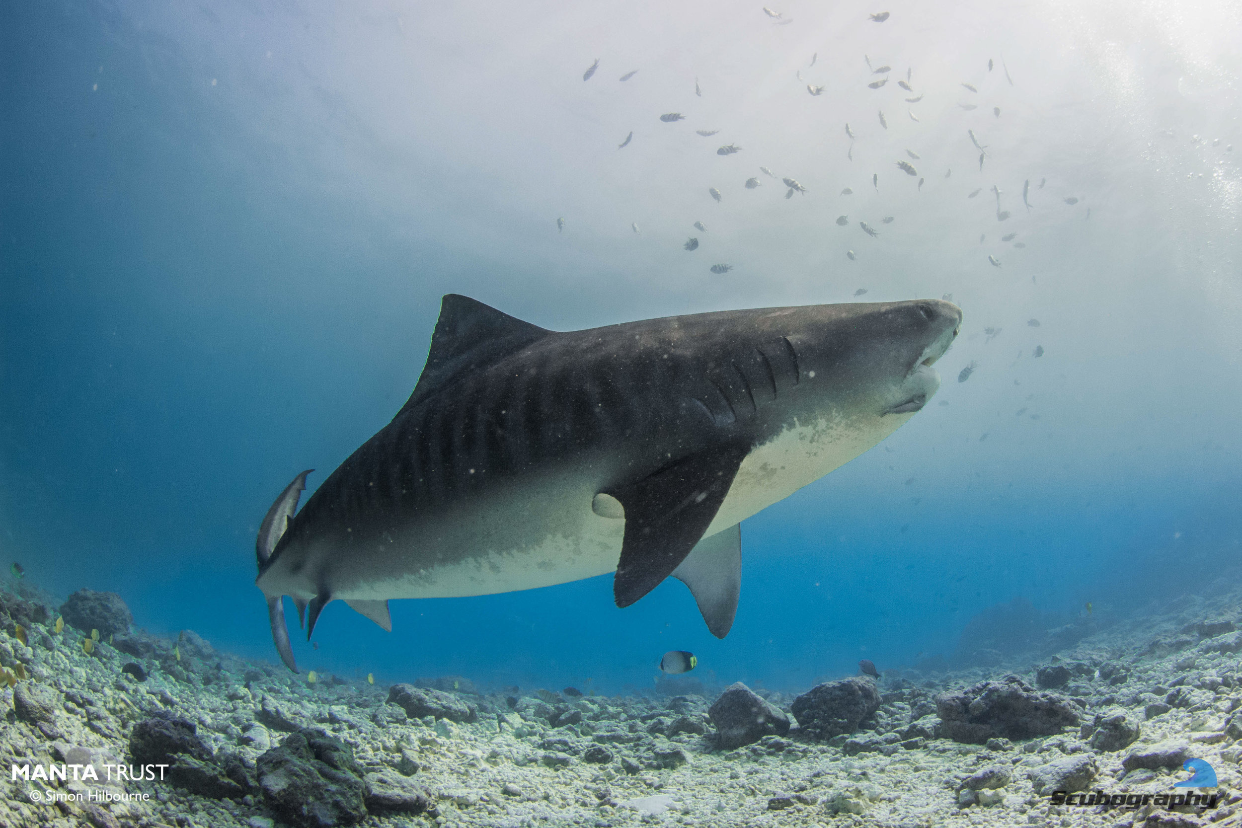 Tiger Shark_Fuvahmulah_2019_Simon Hilbourne.jpg