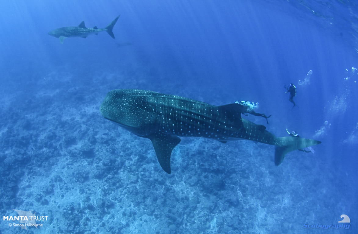 Double whale shark_Fuvahmulah_2019_Simon Hilbourne.jpg