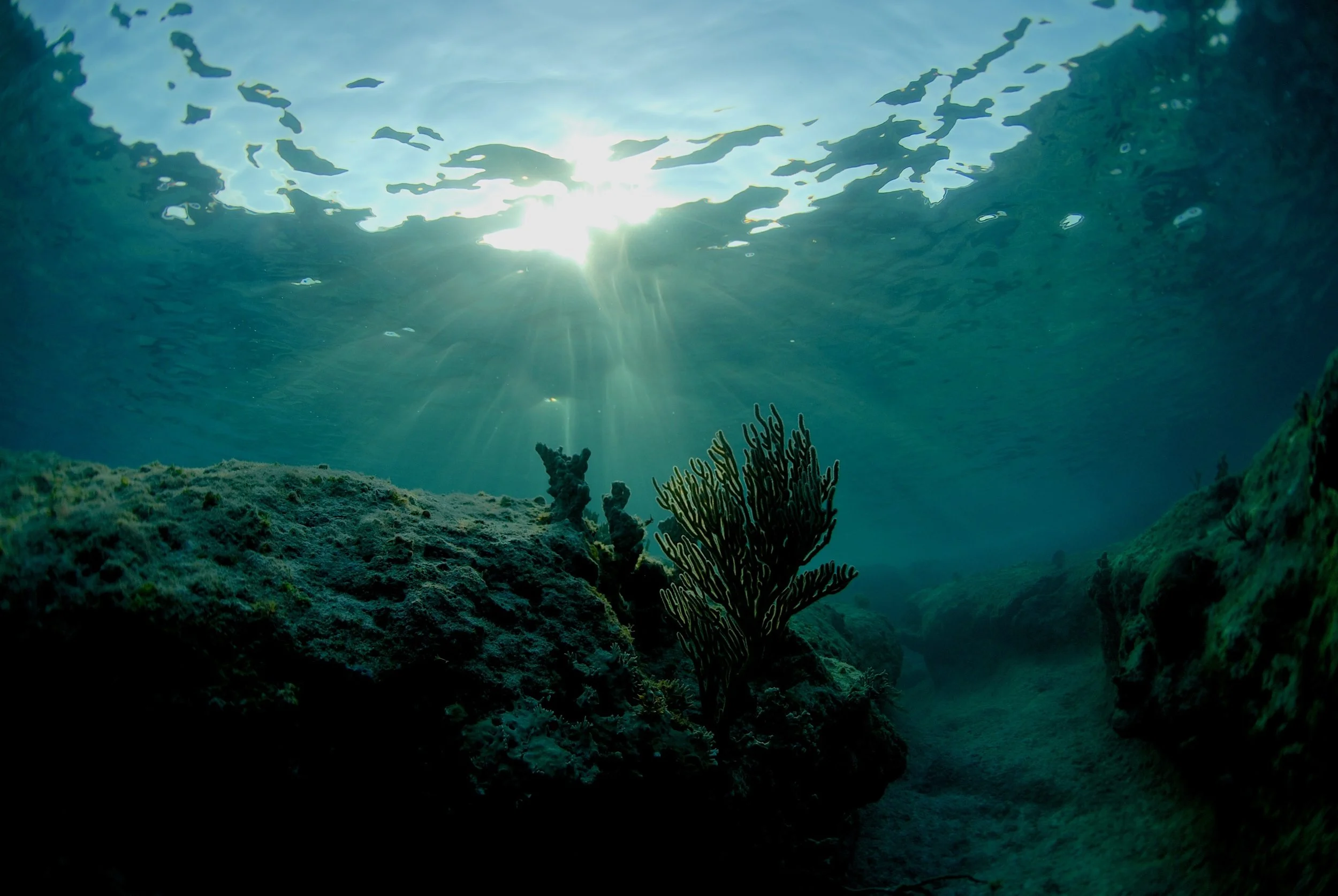 Turks and Caicos reef.jpg