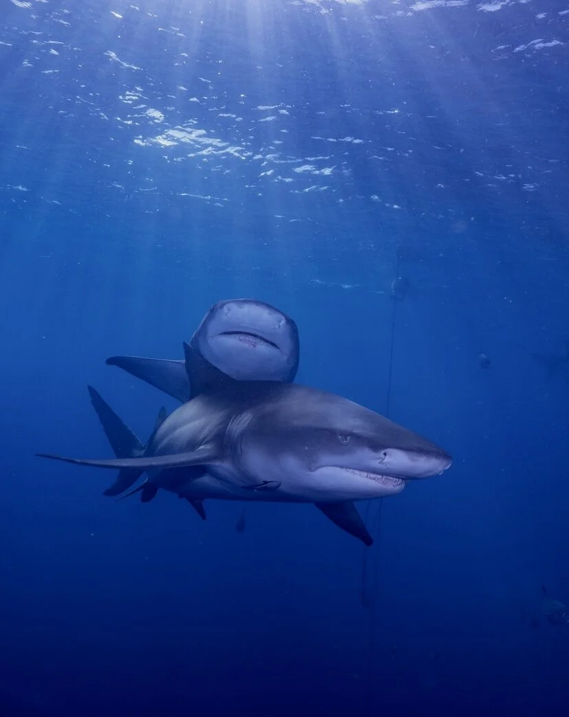 Lemon sharks - West Palm Beach, Florida