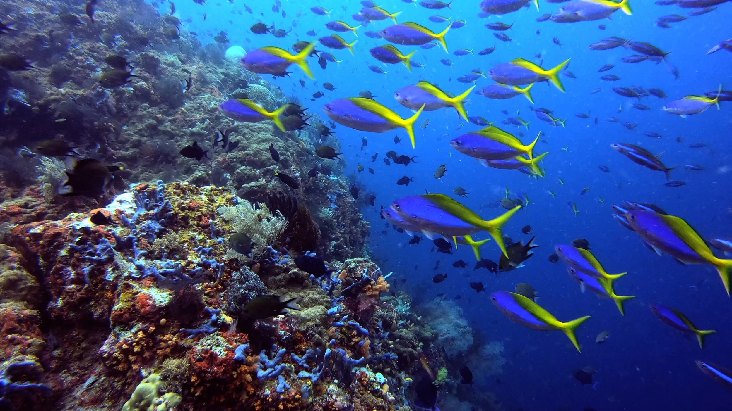 Reef with fusillers - Raja Ampat, Indonesia
