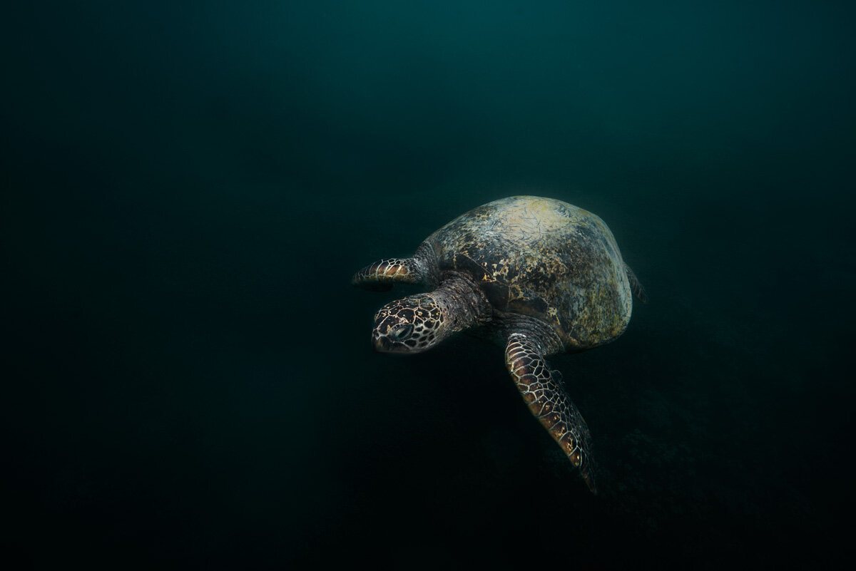 Green Sea Turtle 1.jpg