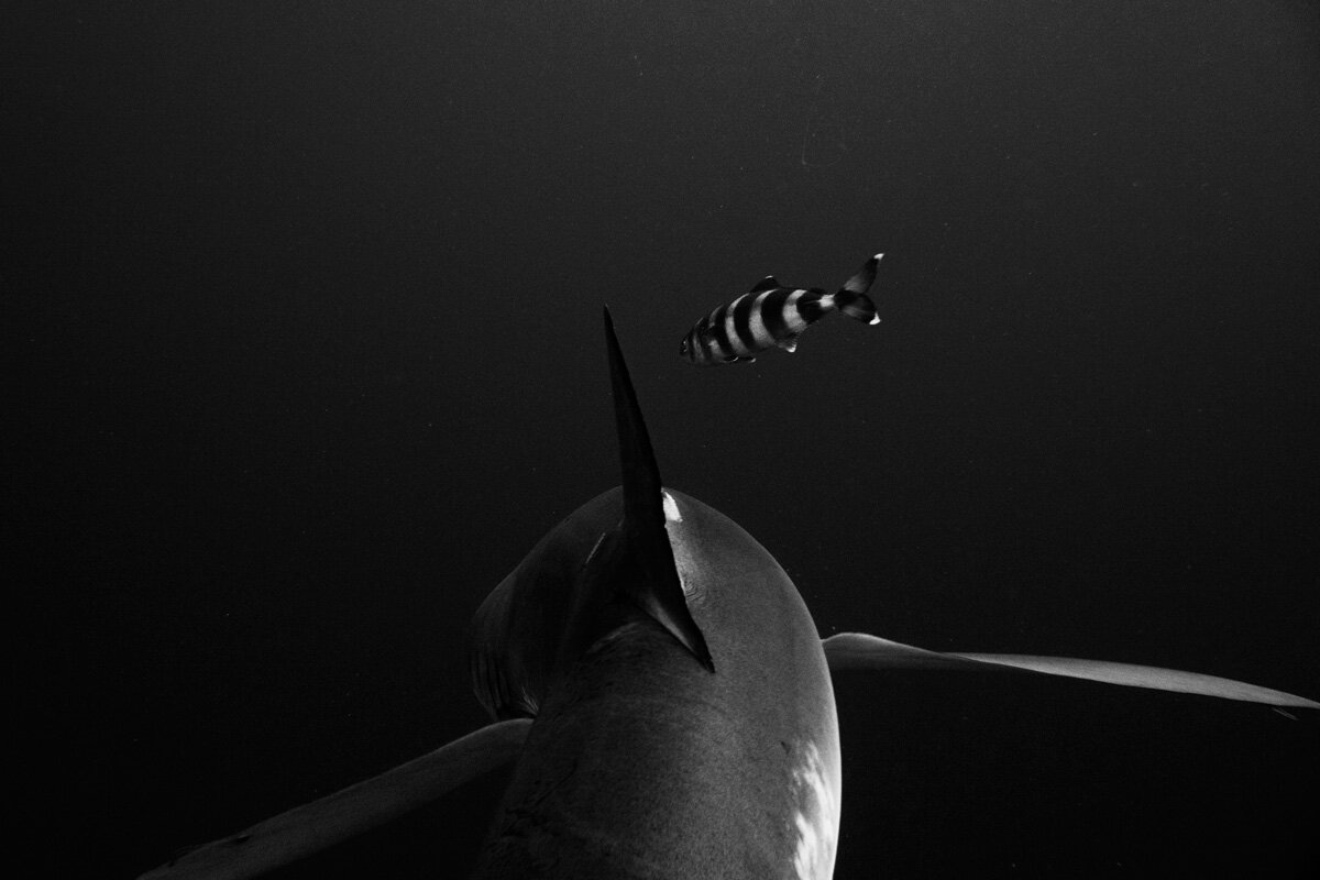Blue Shark.jpg