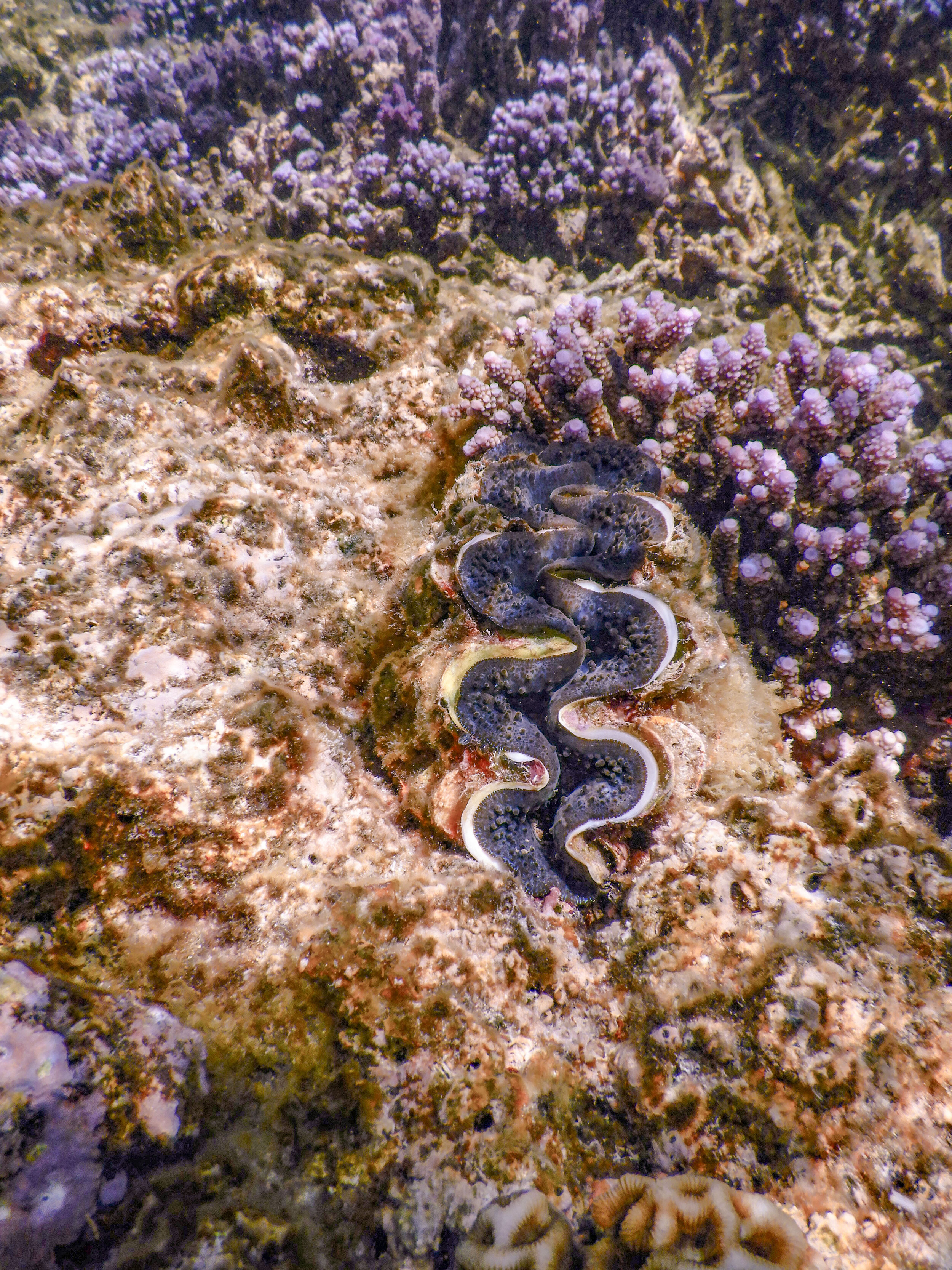 Giant clam.jpg