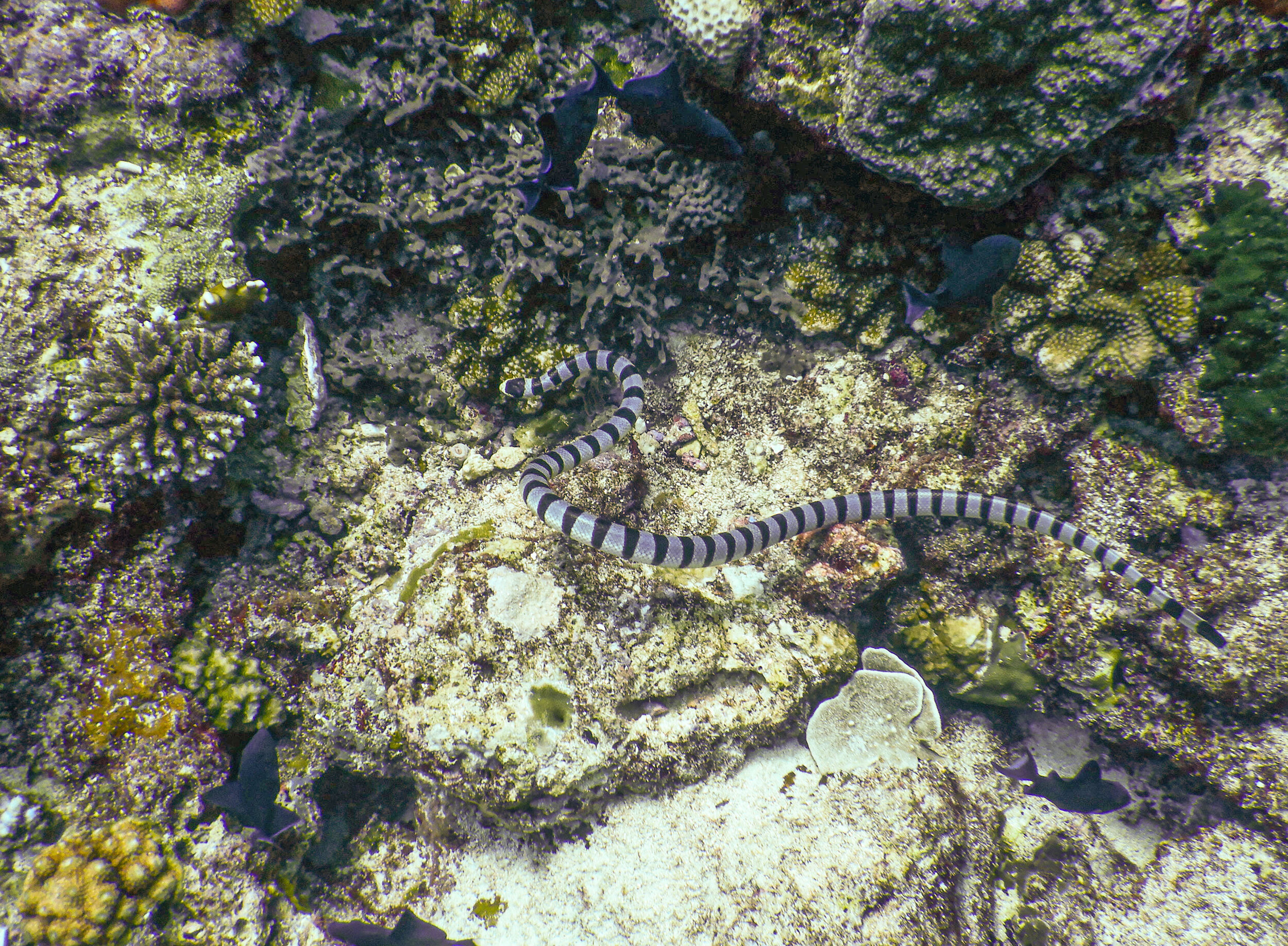 Sea snake 1.jpg