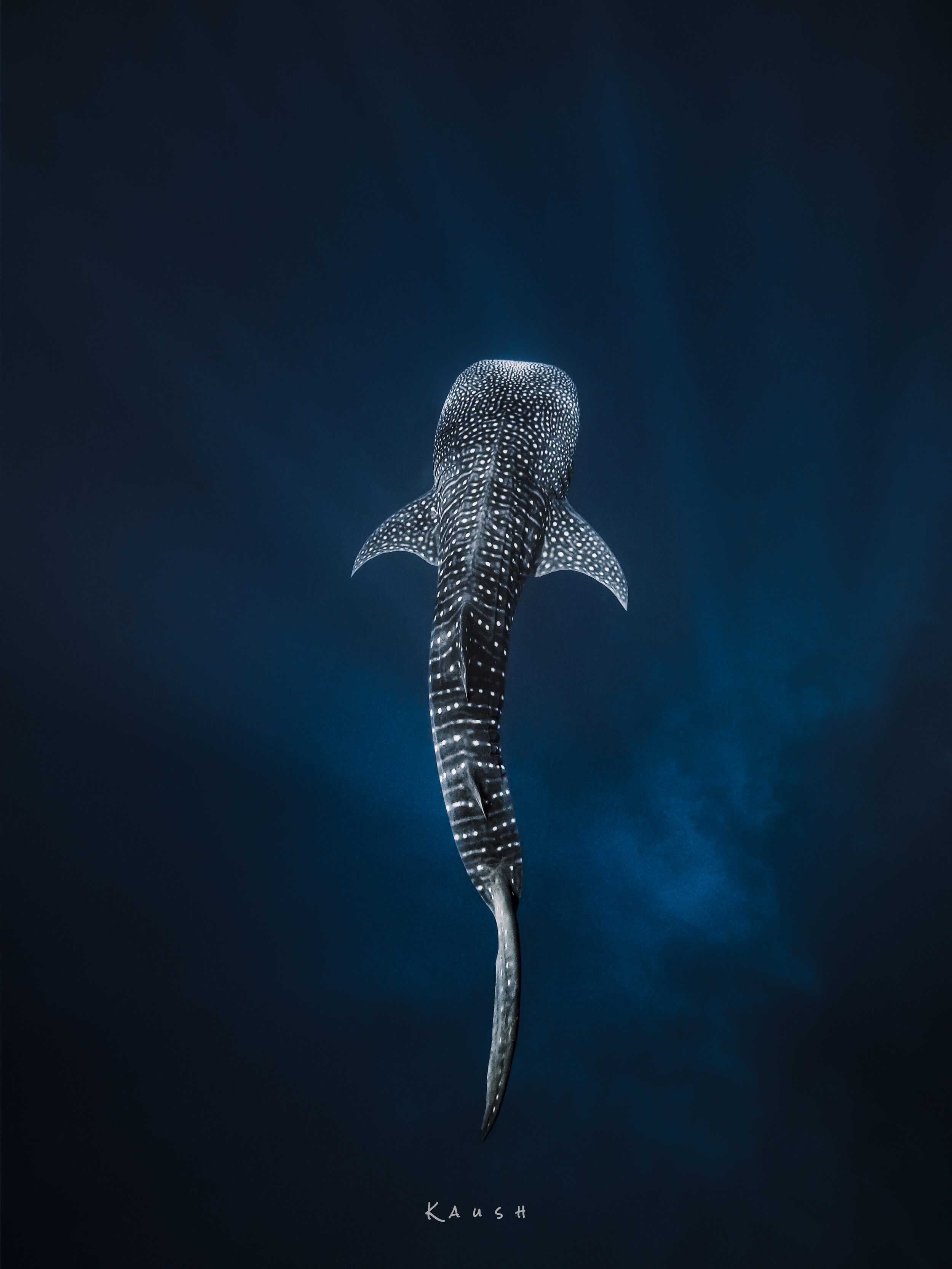 Kaush - Whale Shark 1.jpg