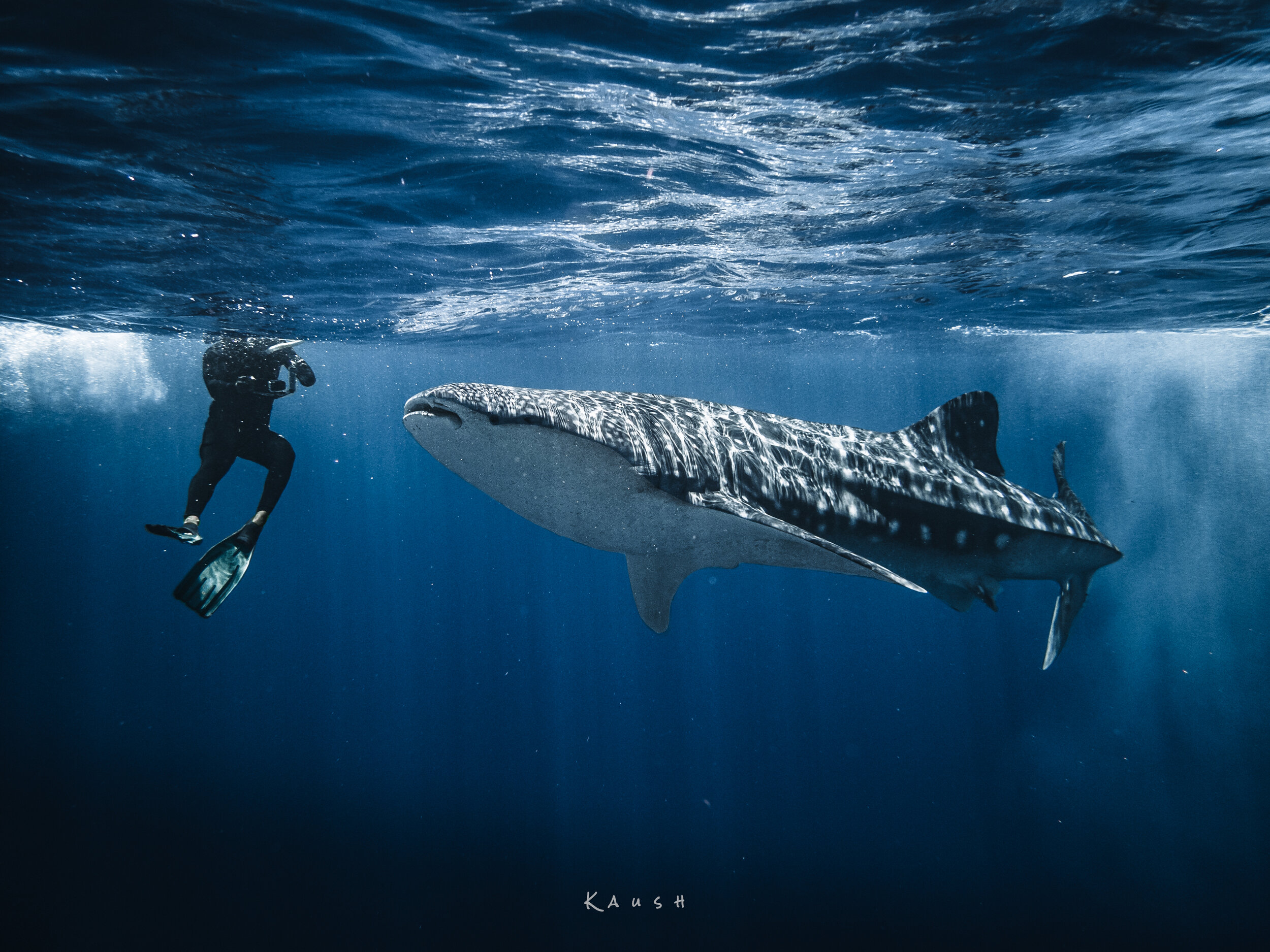 Kaush - Whale Shark 4.jpg