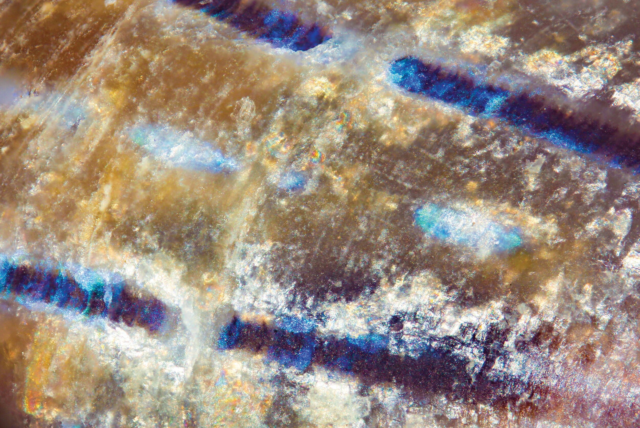 Blue-rayed limpet (Patella pellucida).jpg