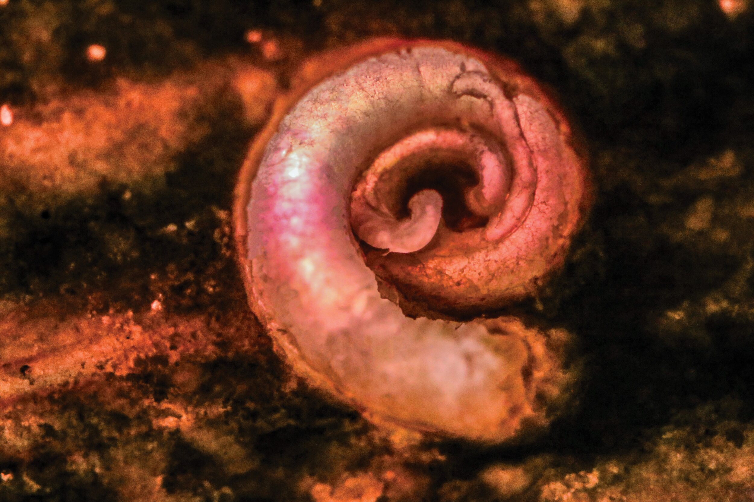 Haliotis asinina and spirorbis worm from above.jpg