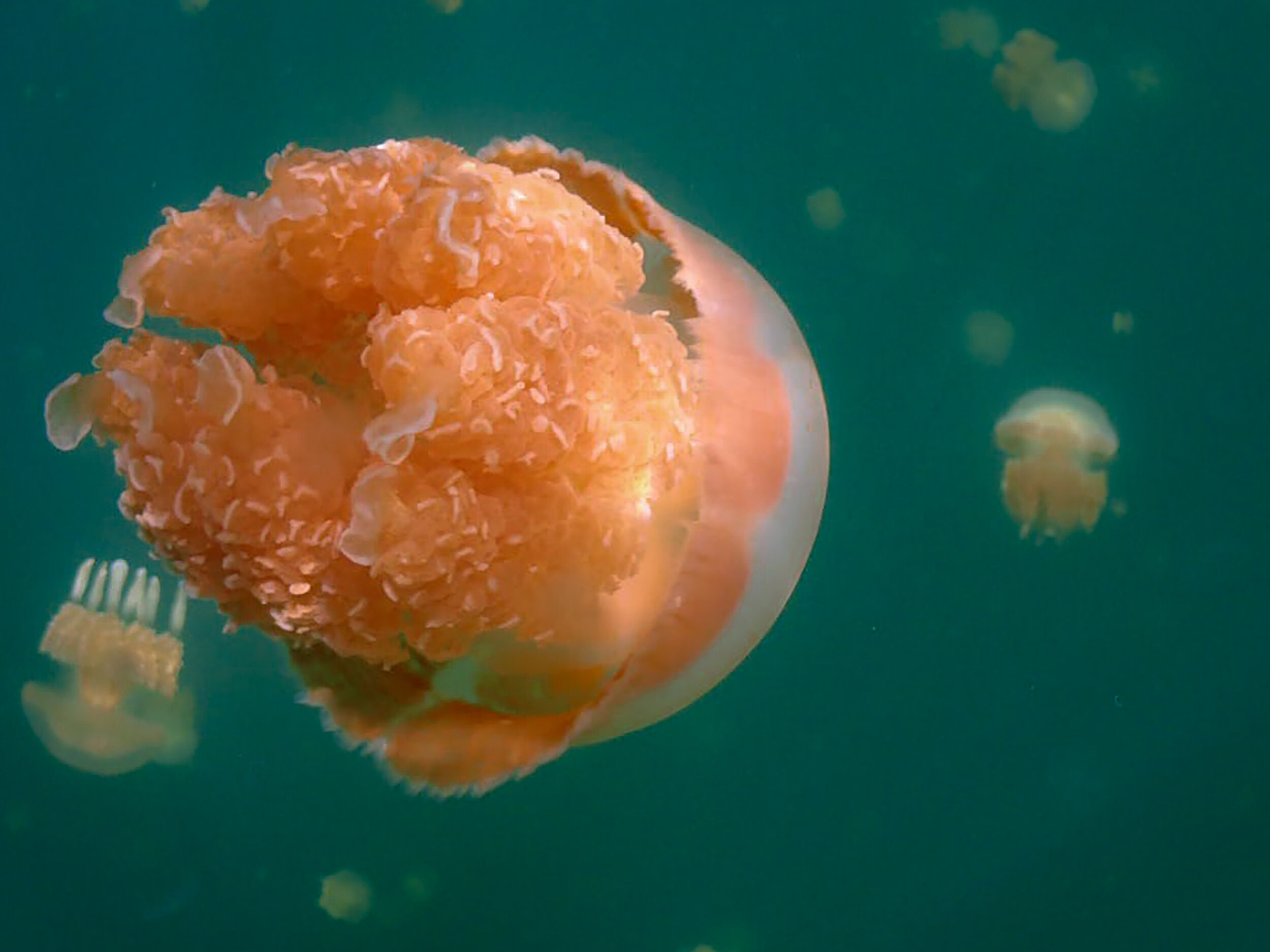 jellyfishlake.jpg