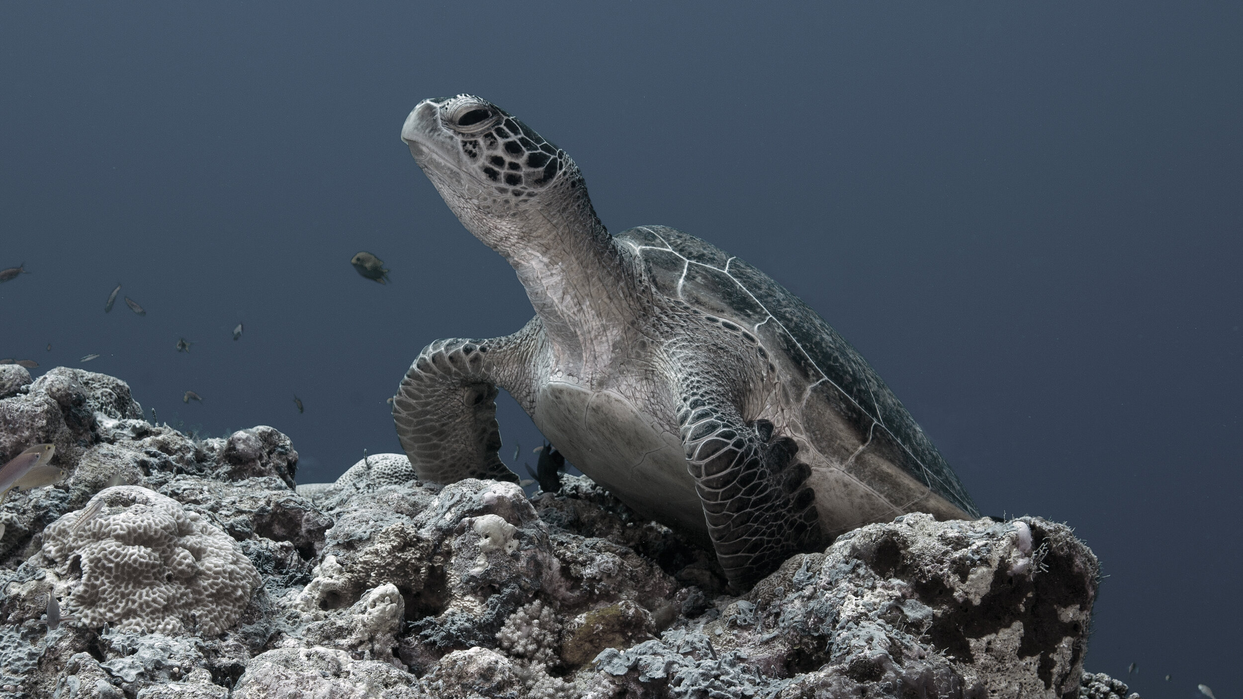 017 sea turtle.jpg