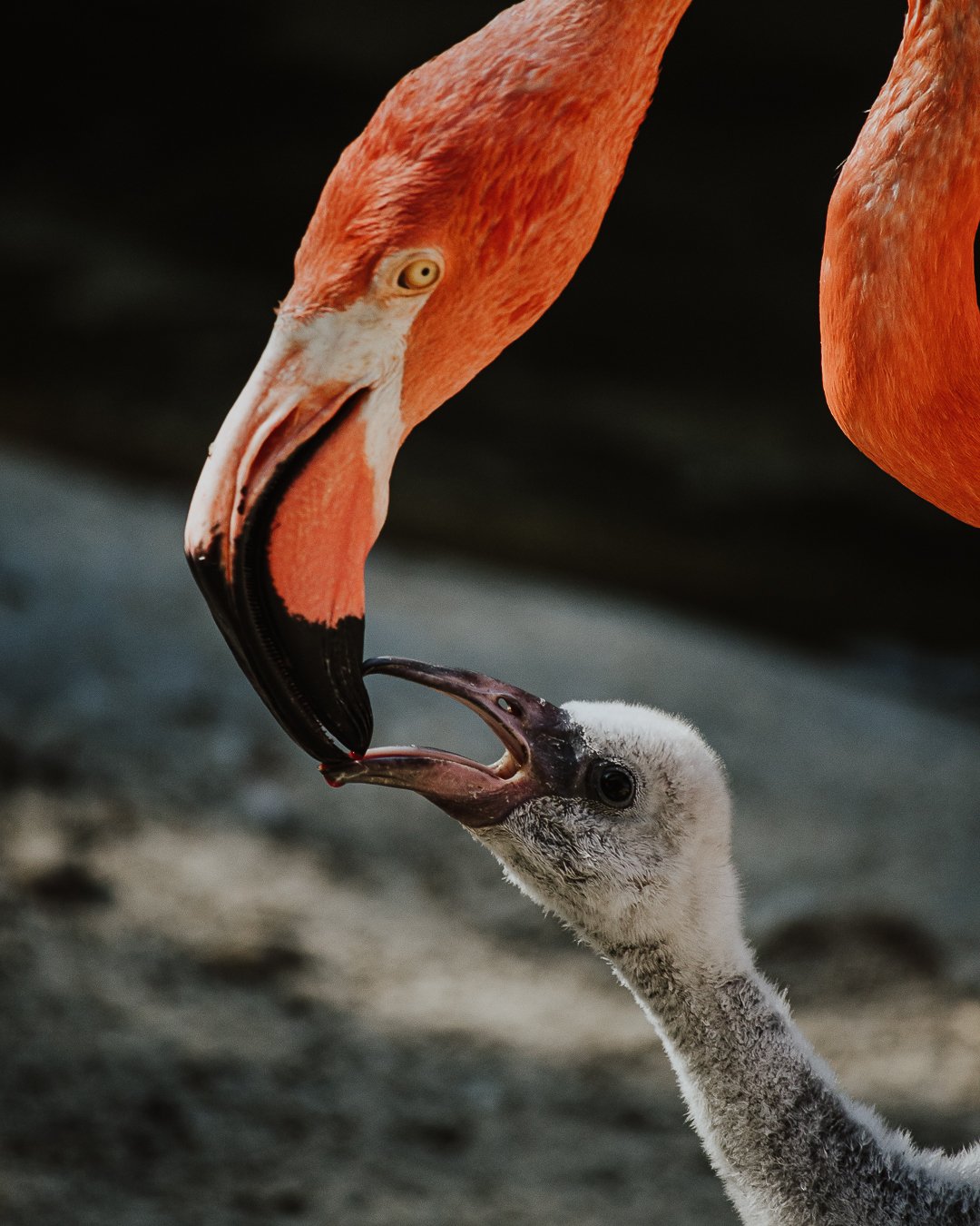 Flamingo_1.jpg