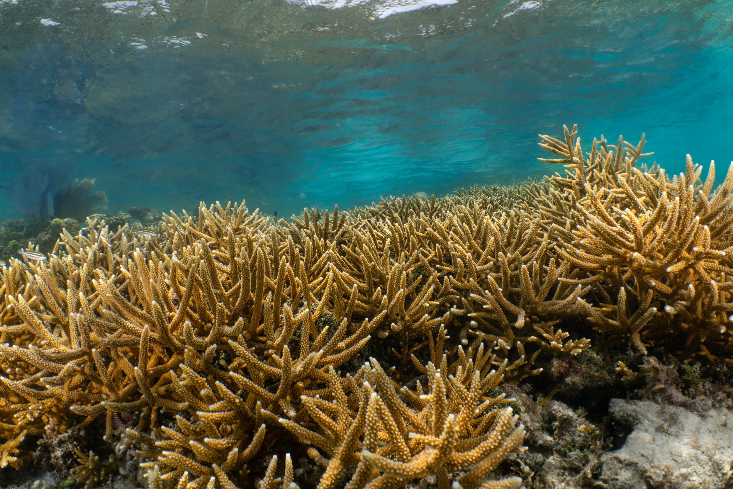 Acropora thicket.jpg