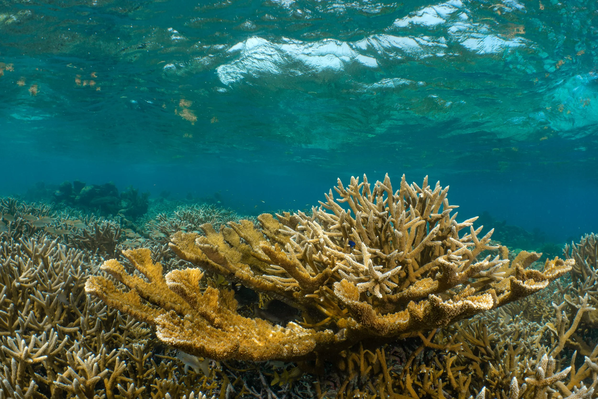 Acropora restoration.jpg