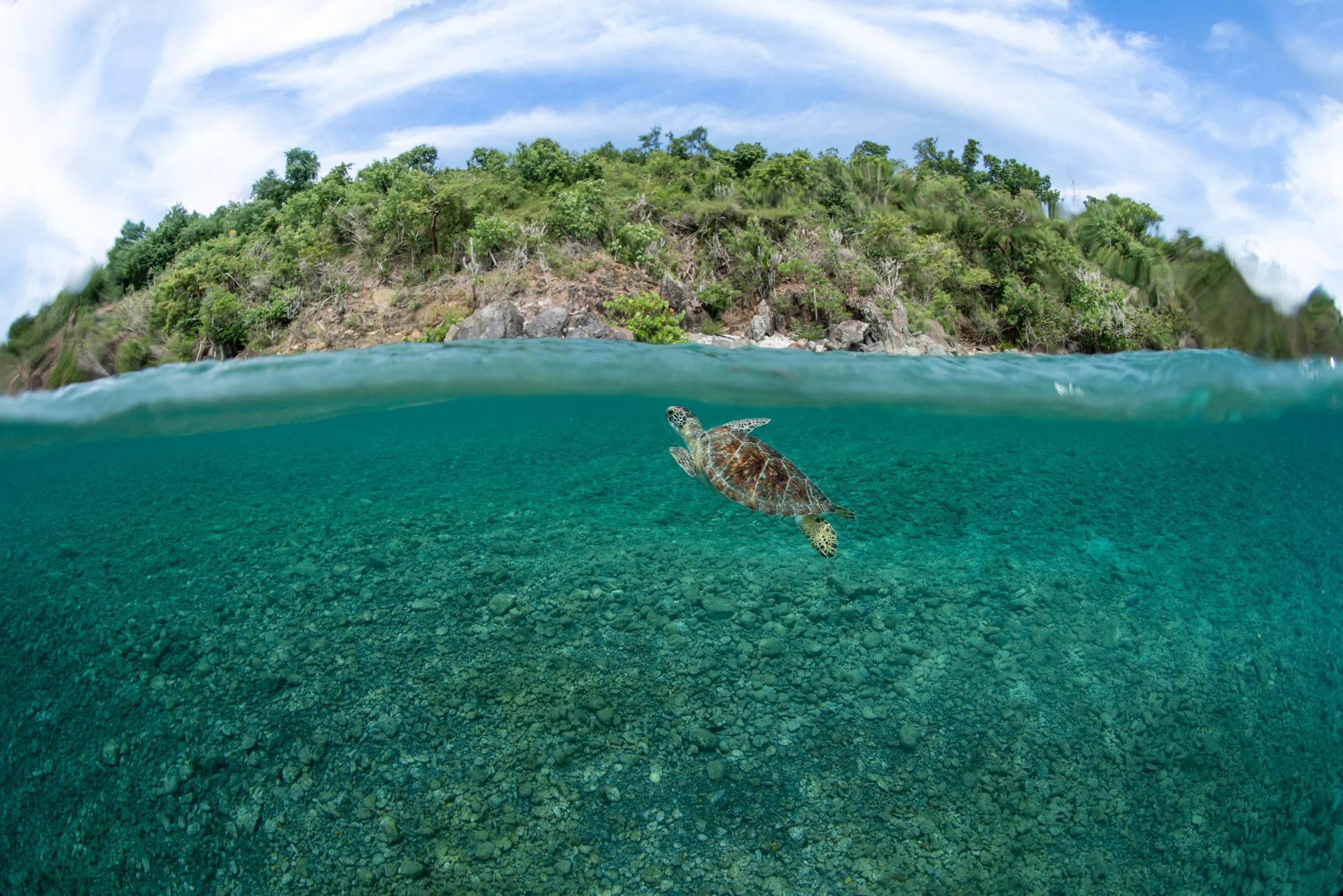 Green Sea Turtle.jpg