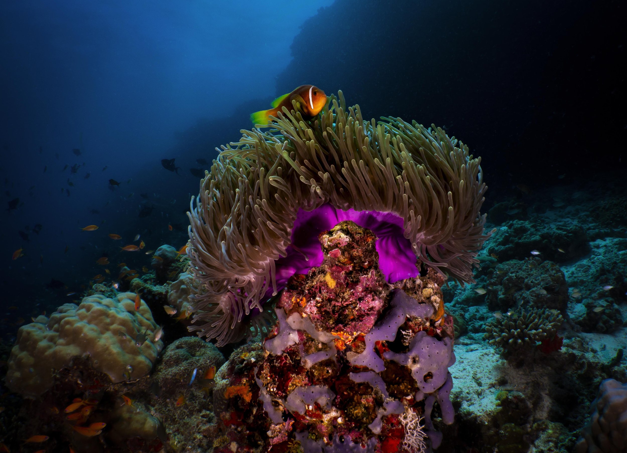 MaldiveClownfish.jpg