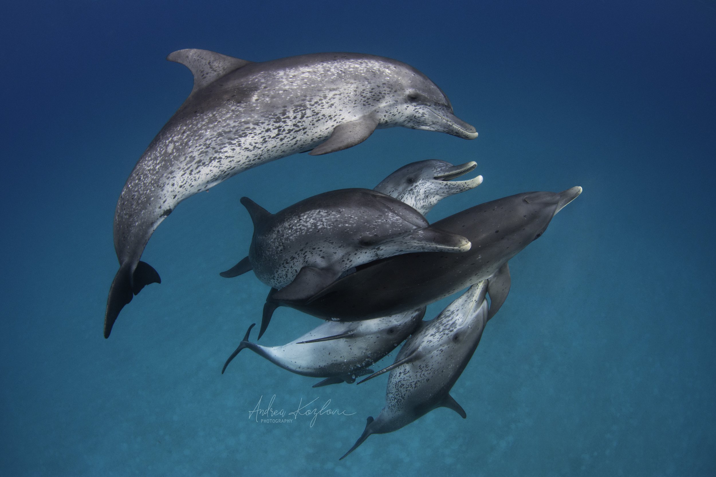 dolphinlaughgroup 2copy.jpg