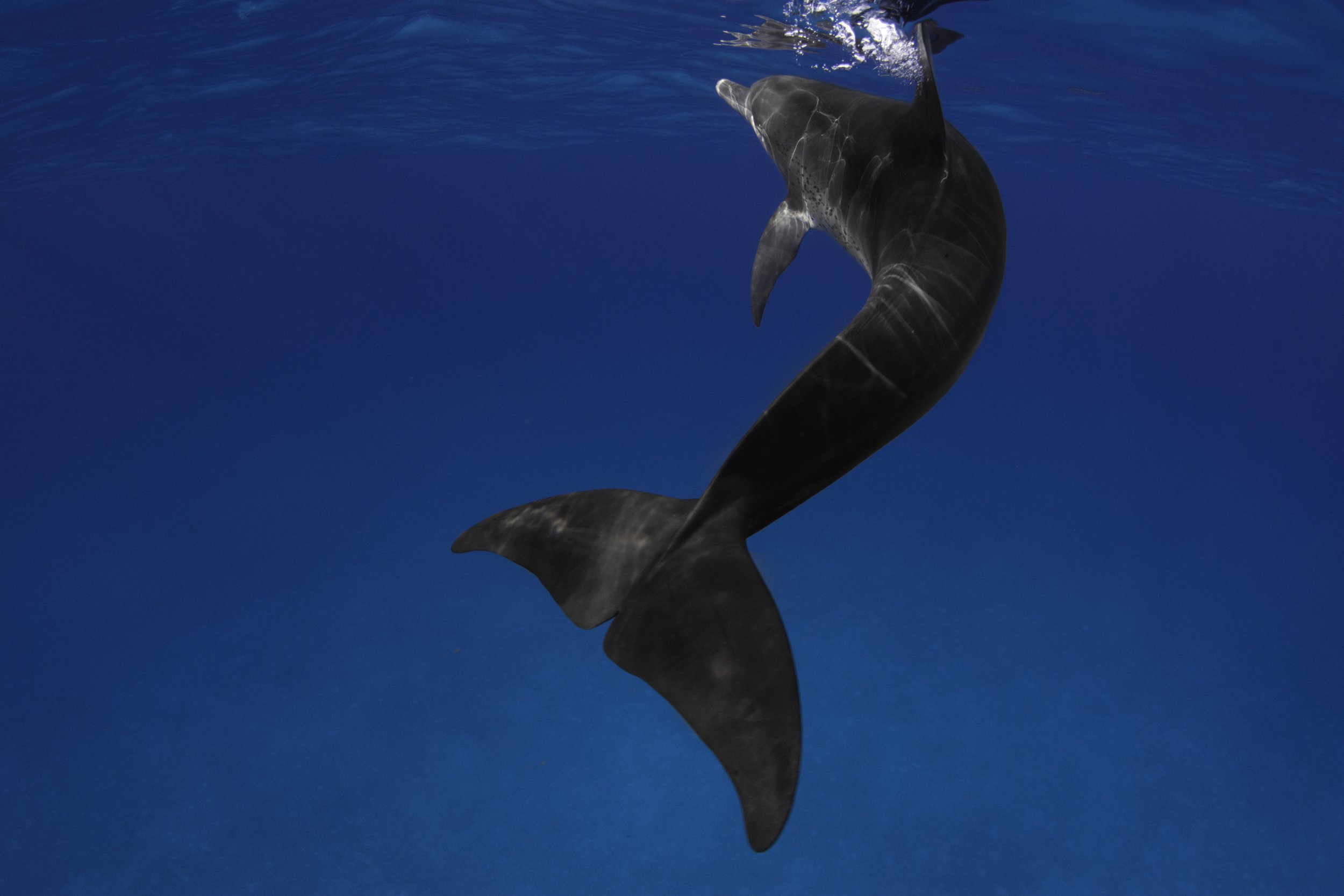 dolphinbehind.jpg