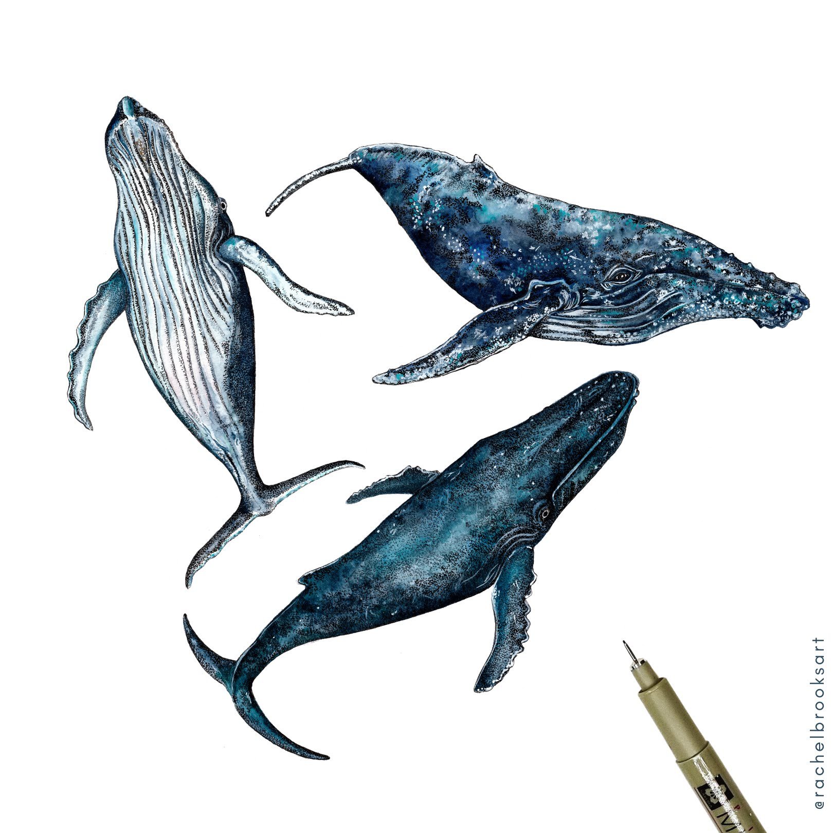 Humpback Whales Rachel Brooks Art (1).jpg