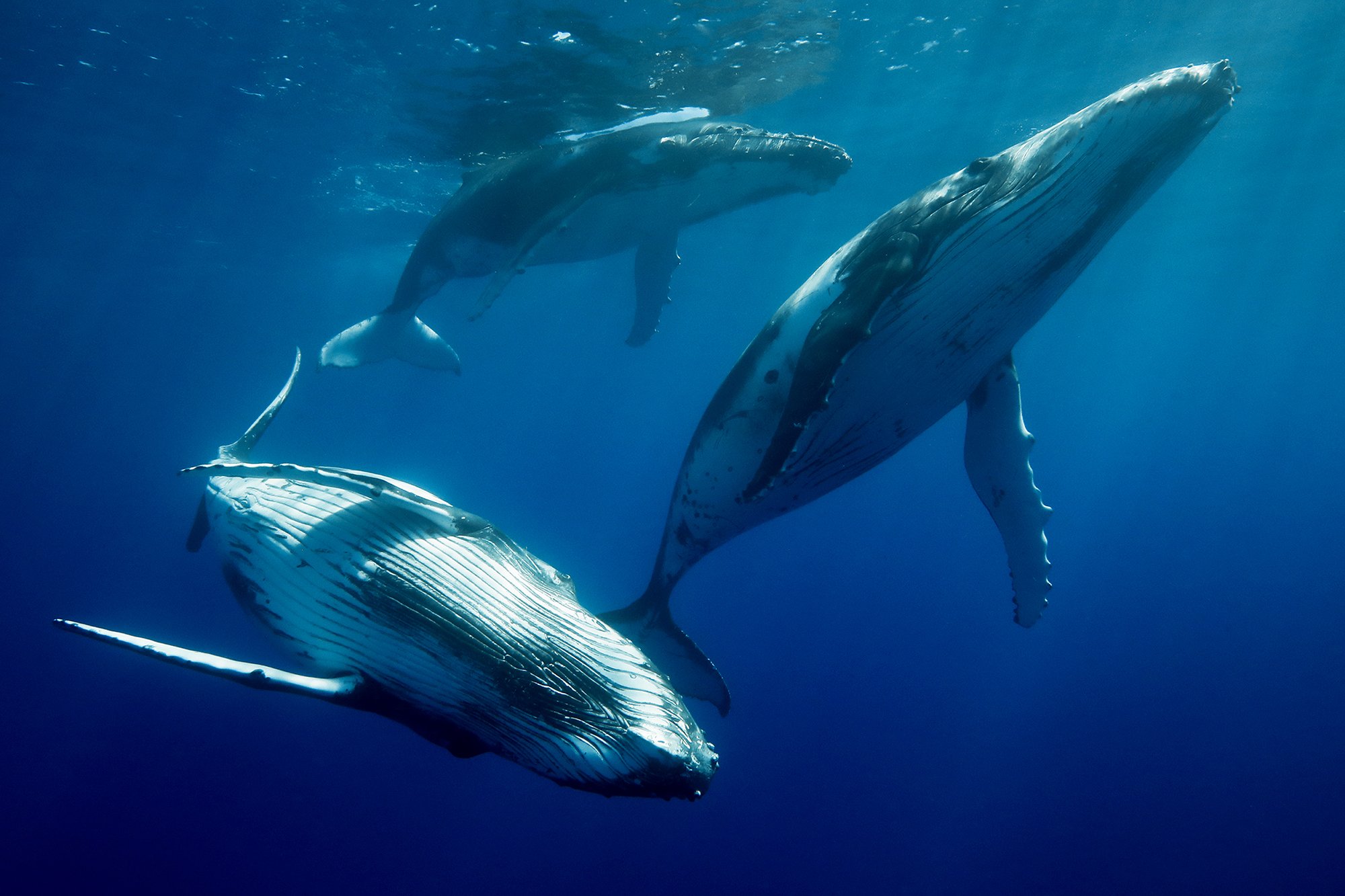 whales Curious Cetaceans AB3I1144A for web.jpg