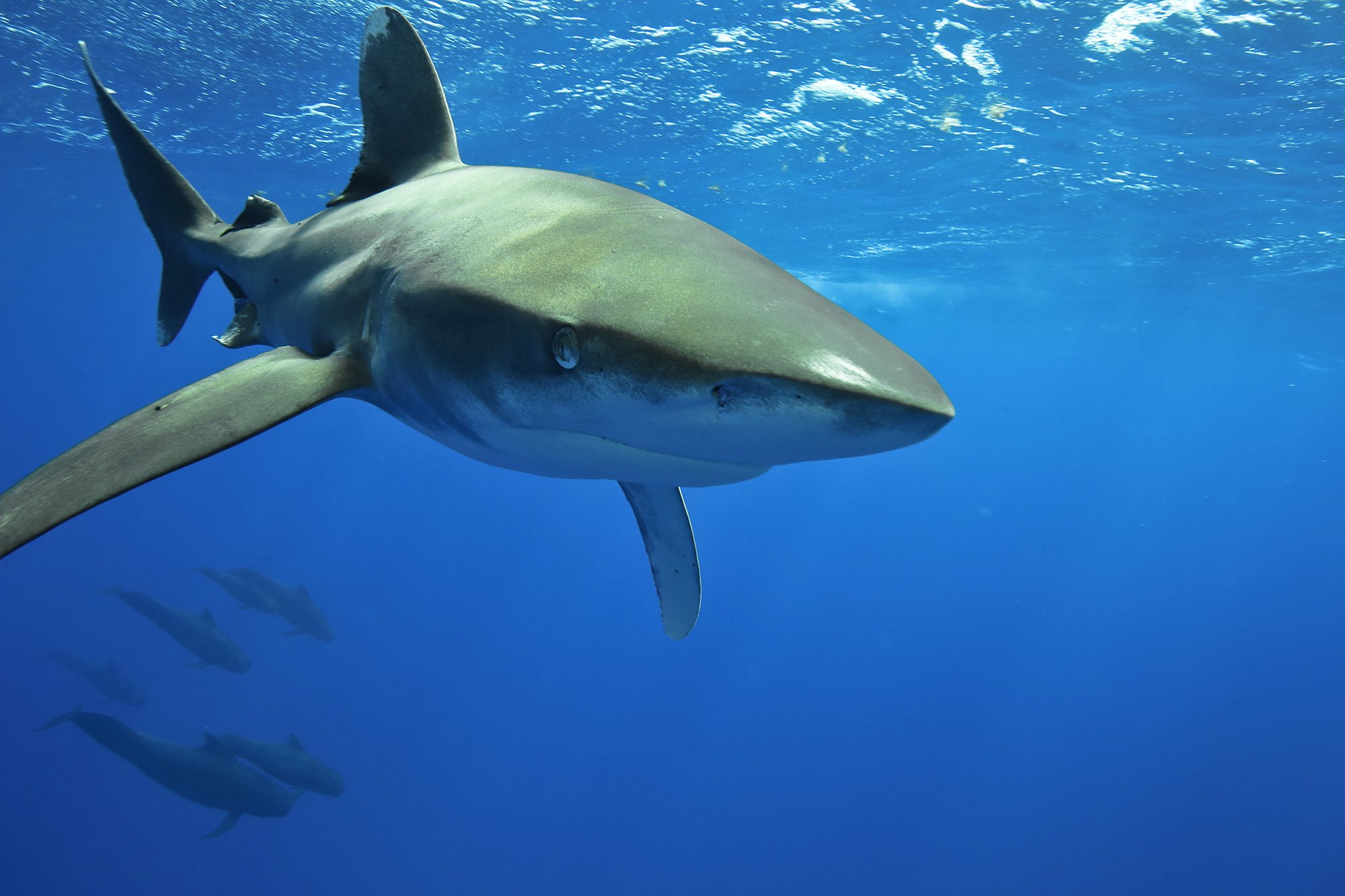 oceanic white tip and pilot whales .jpg