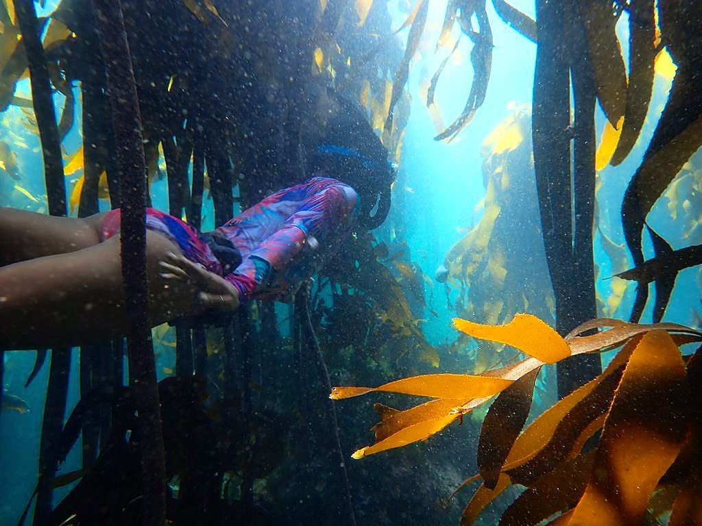 Immersing in the kelp forest.jpg