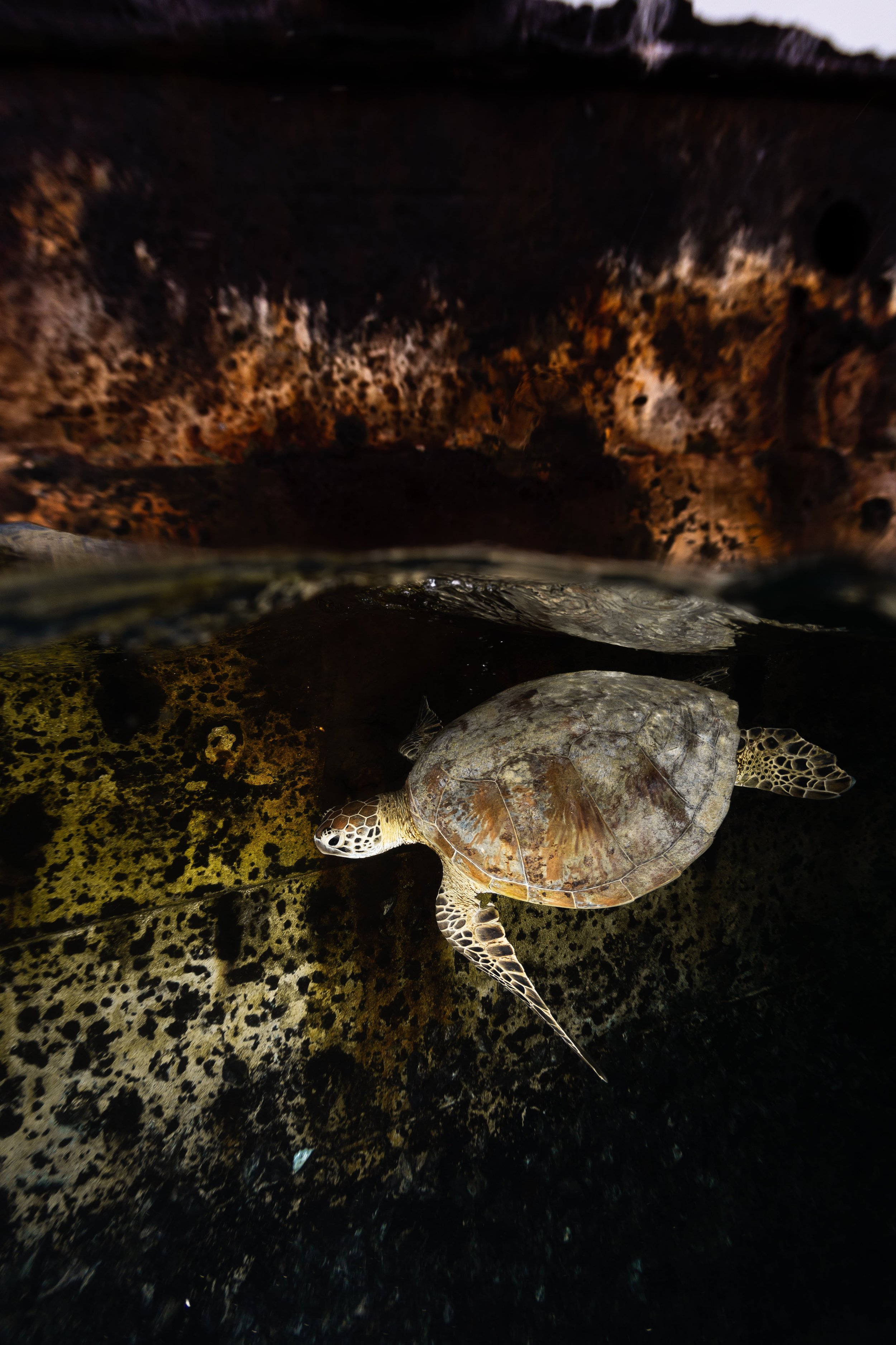 Turtle shipwreck-min.jpg