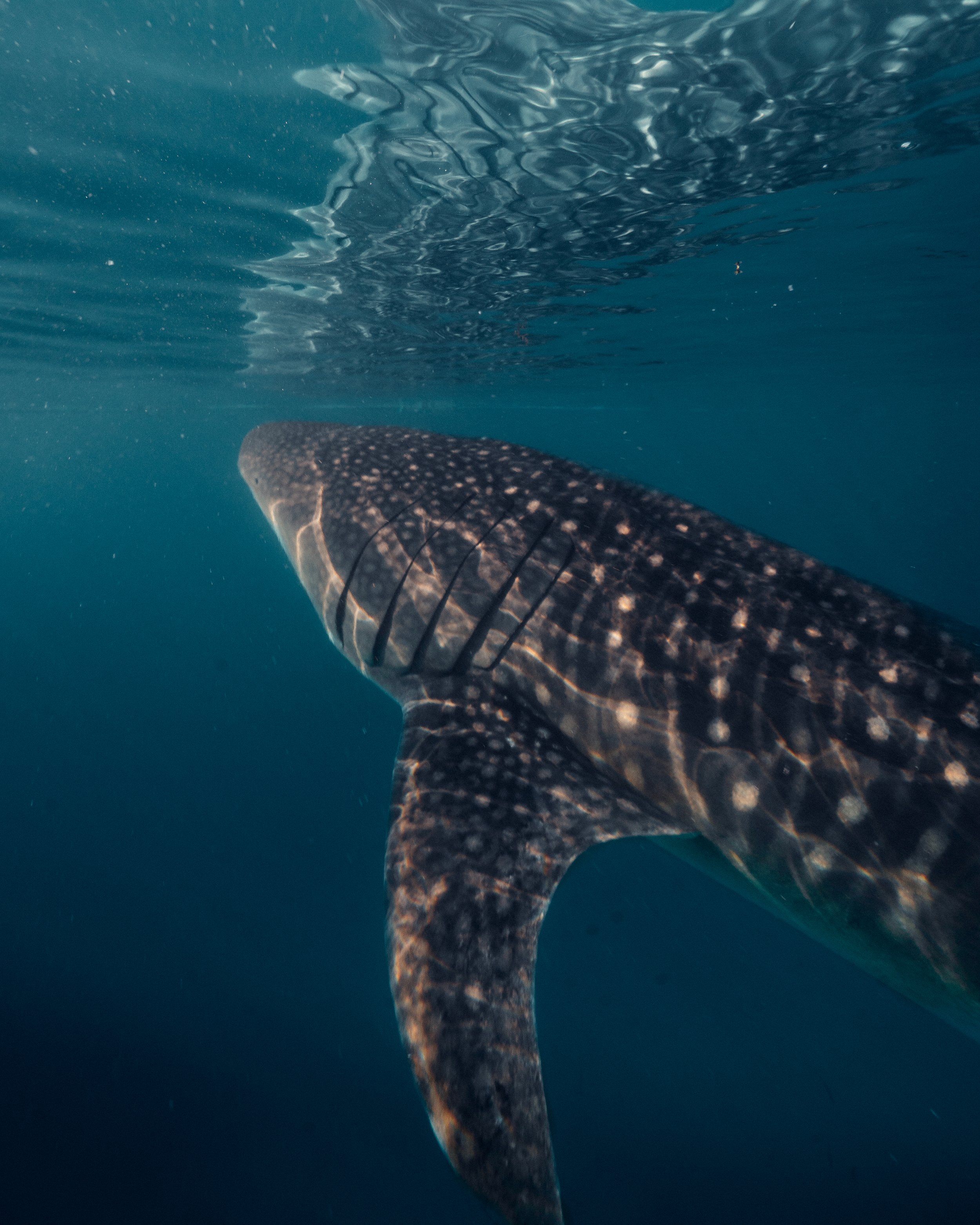 Whale shark reflection.jpg